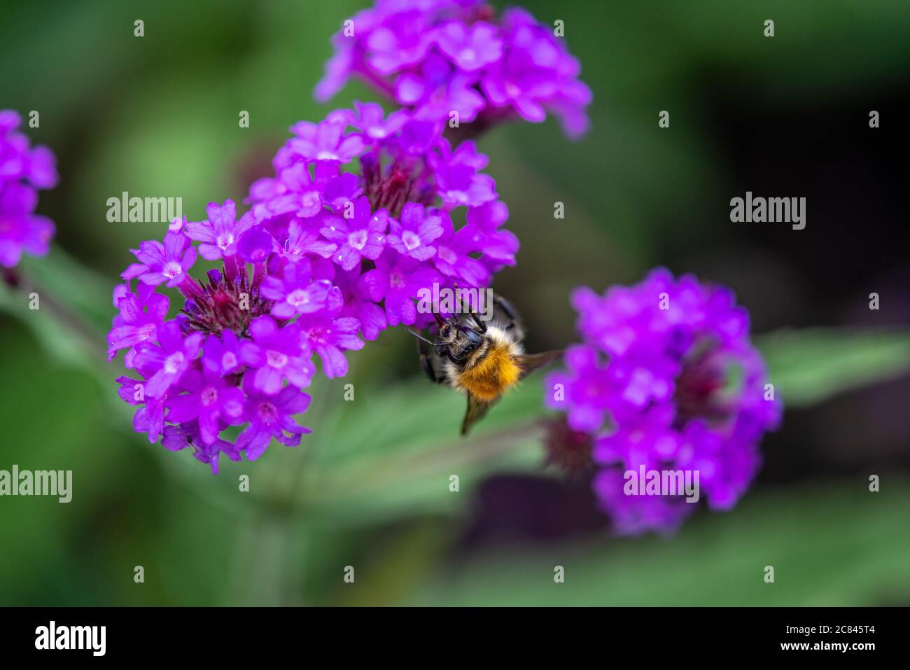 Gros plan d'un papillon blanc sur une fleur violette Banque D'Images