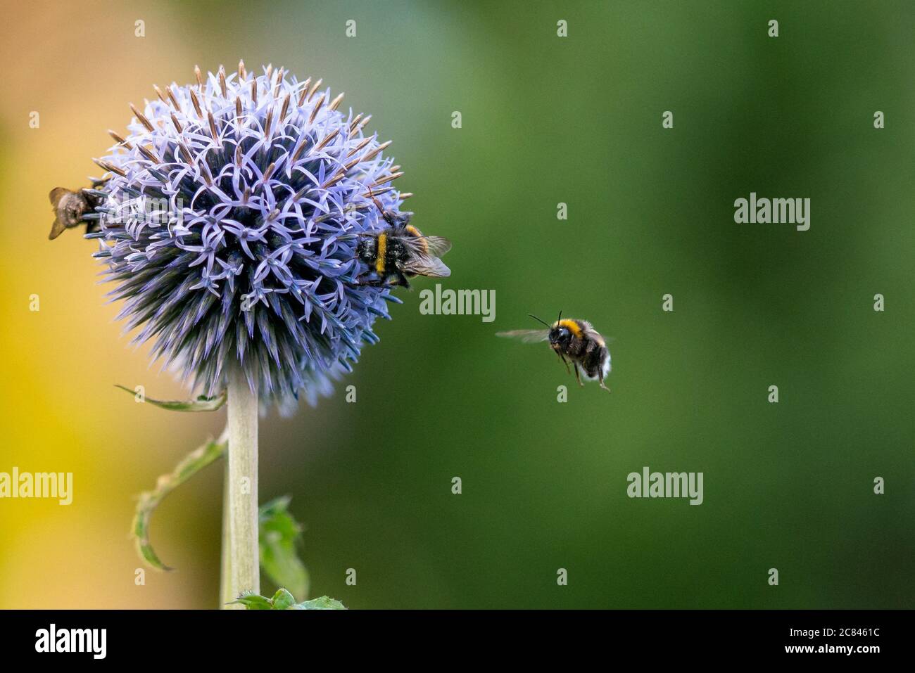 Gros plan d'un bourdon sur une fleur violette Banque D'Images