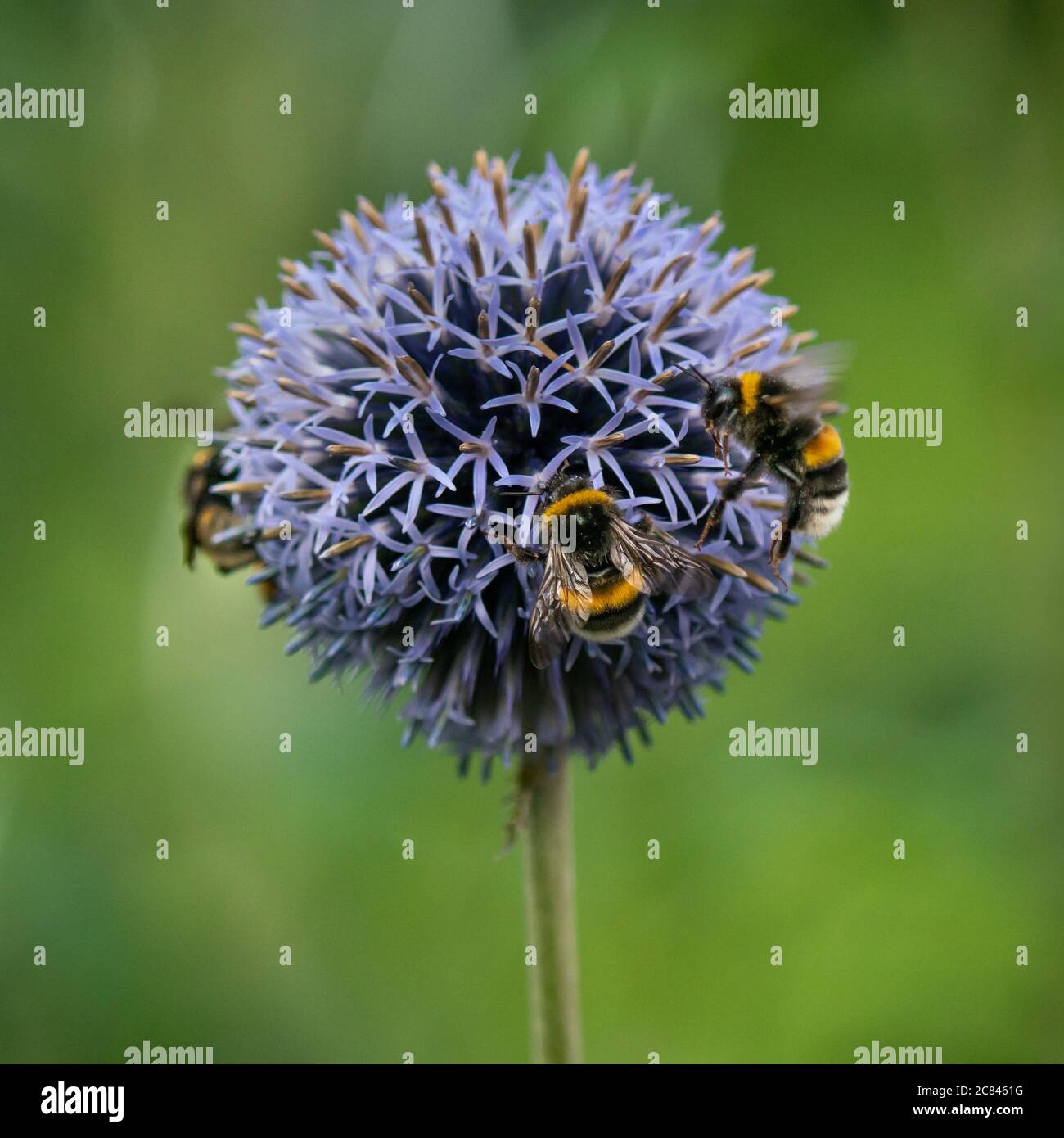 Gros plan d'un bourdon sur une fleur violette Banque D'Images
