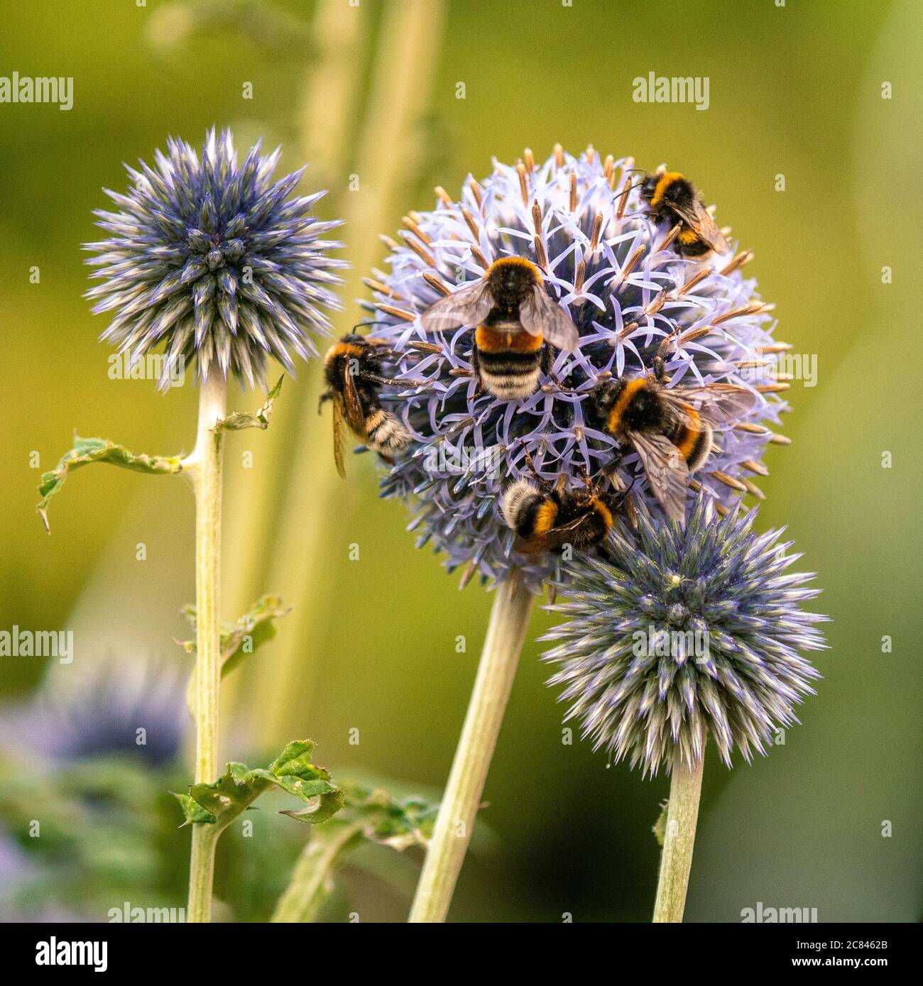 Gros plan d'un bourdon sur une fleur violette Banque D'Images