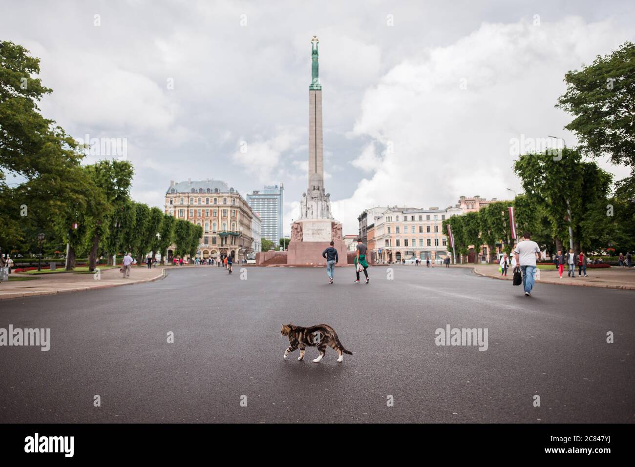 Chat marchant devant le Monument de la liberté à Riga pendant les jours de pluie, Riga, Lettonie Banque D'Images