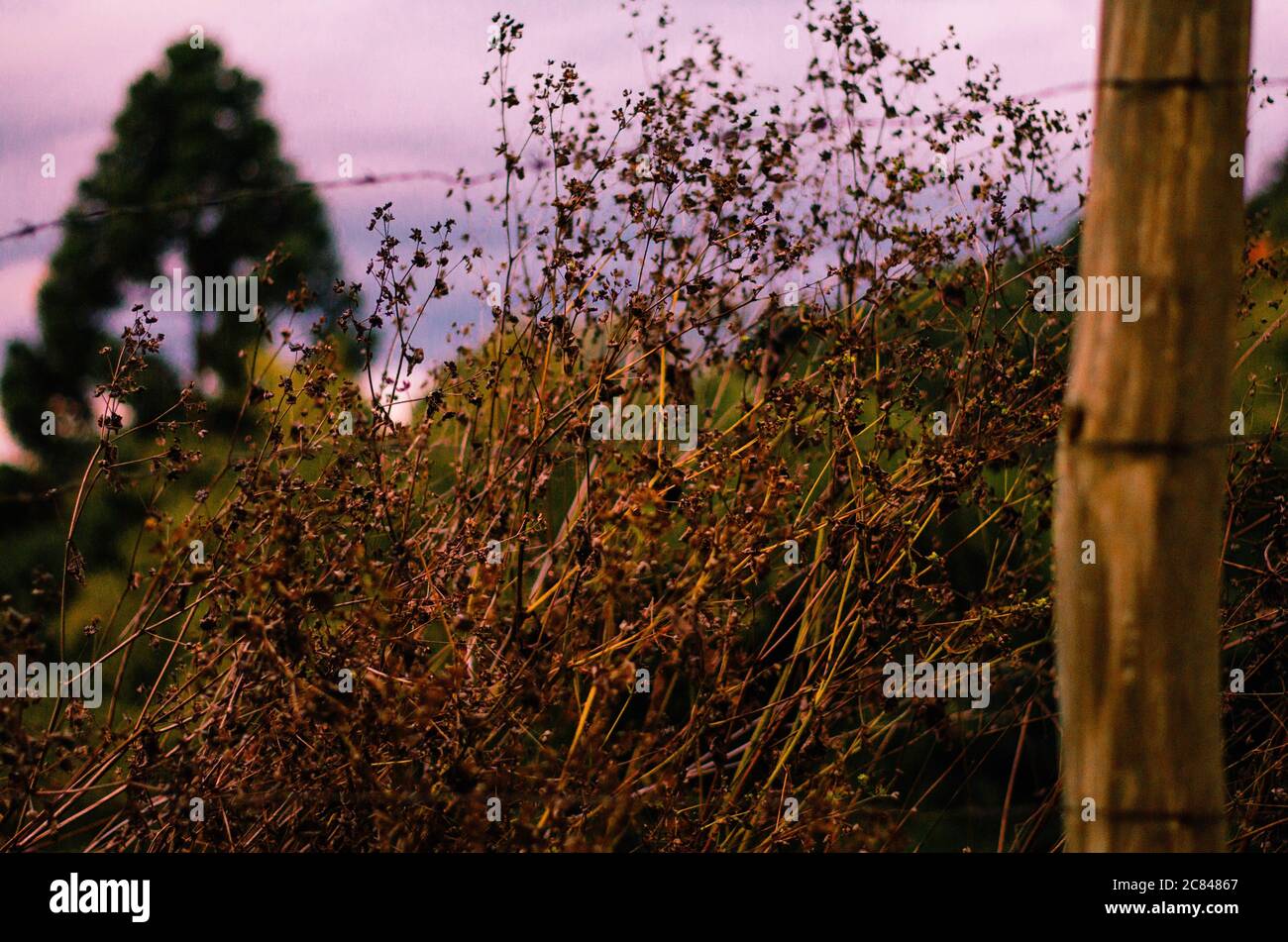 Végétation sèche sur une clôture en bois pendant le coucher du soleil avec un ciel nuageux dans des tons violets. Banque D'Images