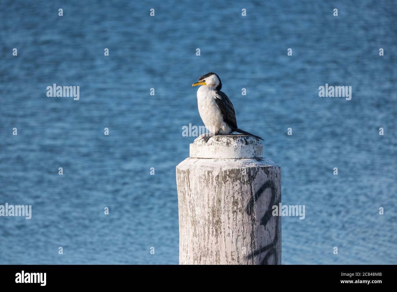 Petit Cormorant pied reposant sur un bollard Banque D'Images