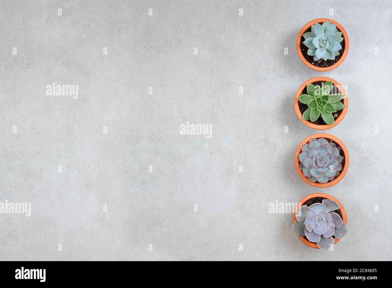 Mini plantes succulentes. Ensemble de quatre plantes décoratives dans les pots en céramique. Composition de la pose à plat. Banque D'Images