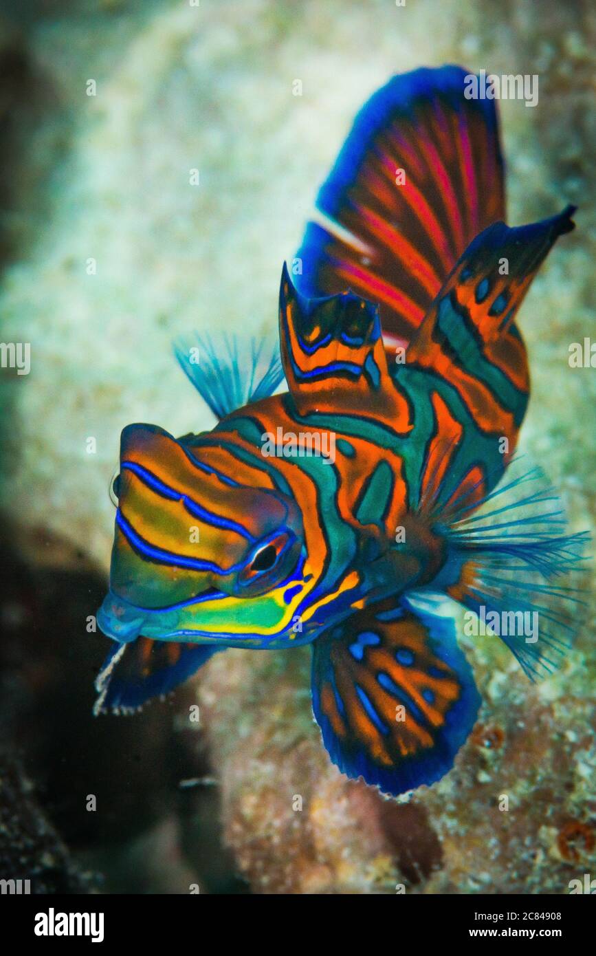 Belle photo verticale de gros plan d'un poisson mandarin tropical Banque D'Images