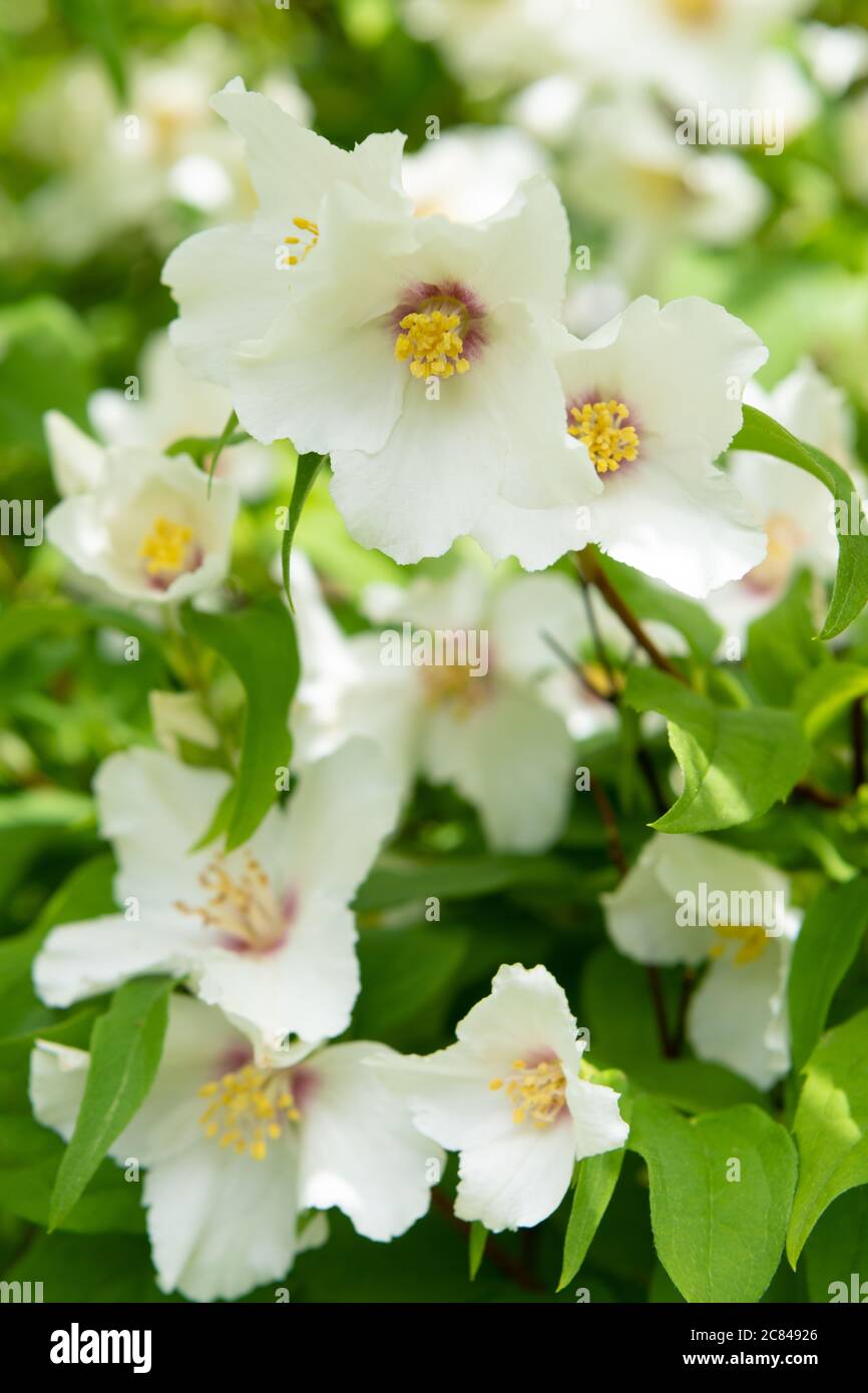 Philadelphus Belle Etoile - orange mock - floraison dans le jardin britannique en juin Banque D'Images