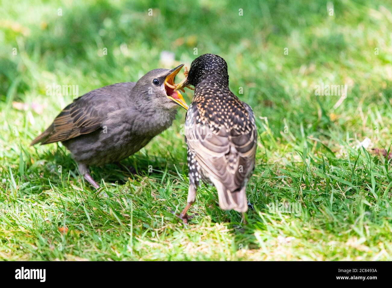 Starling - Sturnus vulgaris - parent qui se nourrit de vers à viande dans le jardin britannique Banque D'Images