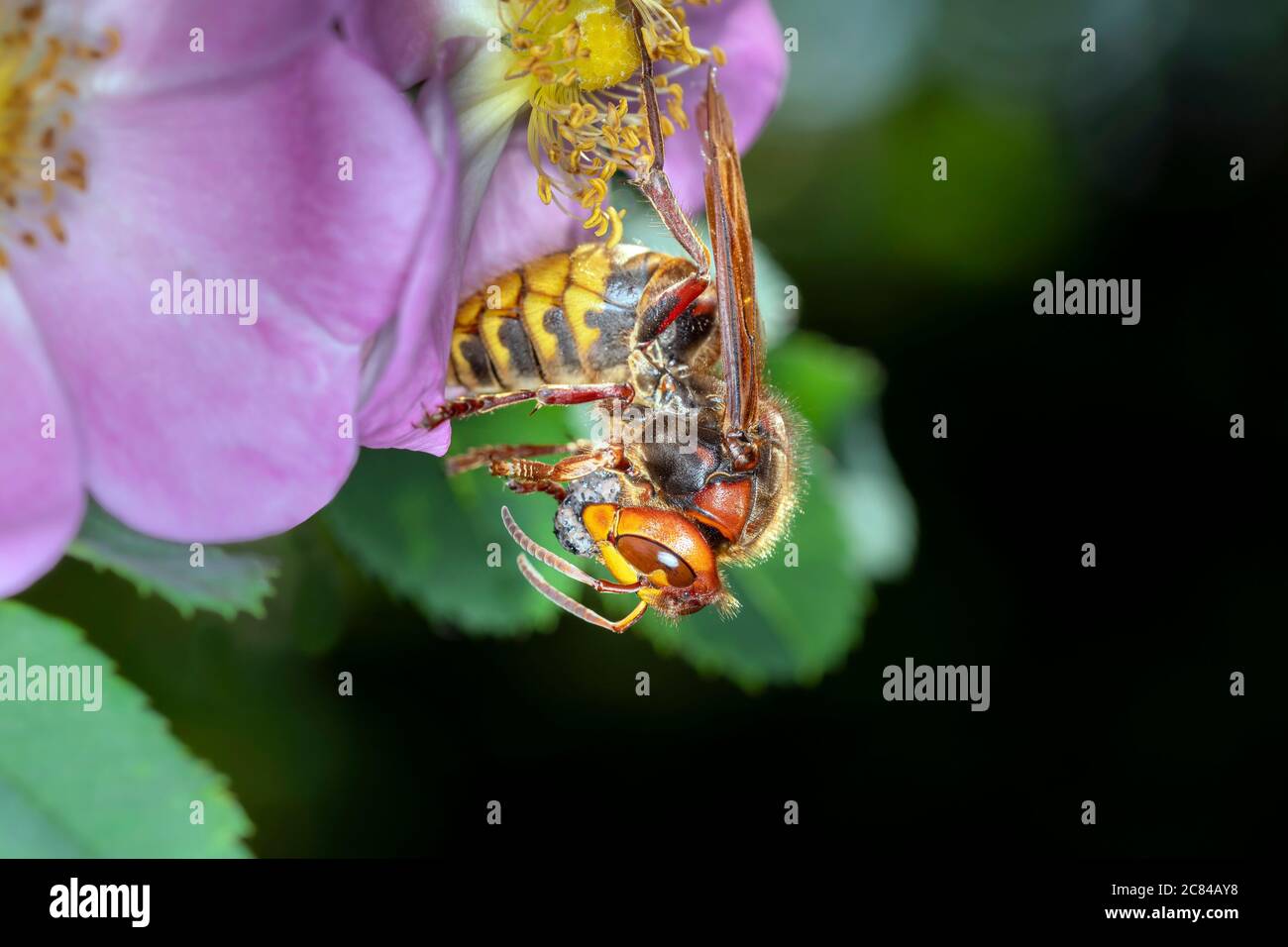 Hornet - Vespa crabro - Hornet Queen mange un insecte de proie Banque D'Images