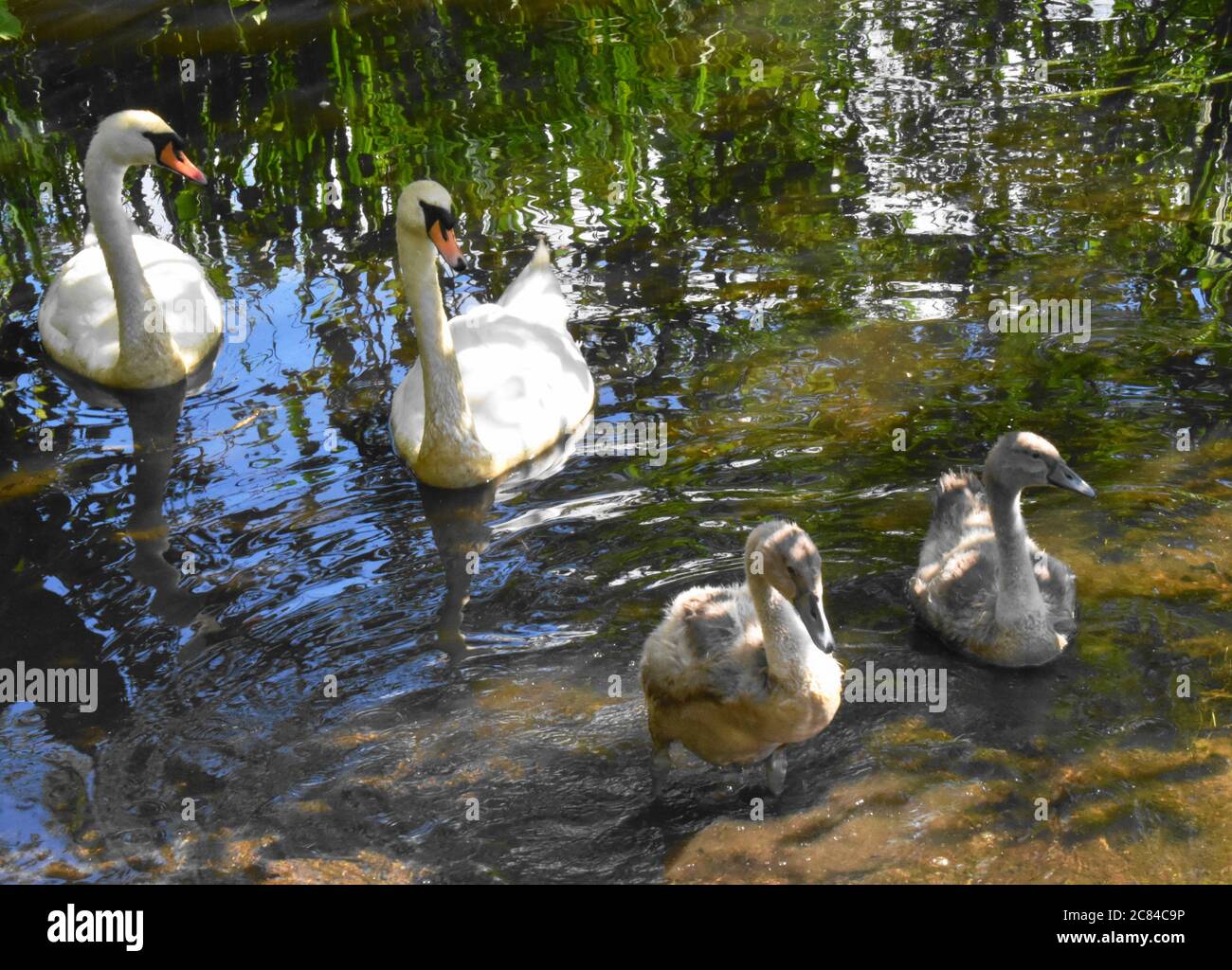 Une paire de cygnes muets et leurs cygnets flottant au soleil au bord d'un petit loch écossais. Banque D'Images Une paire de cygnes muets et leurs cygnets flottant au soleil au bord d'un petit loch écossais. Banque D'Images