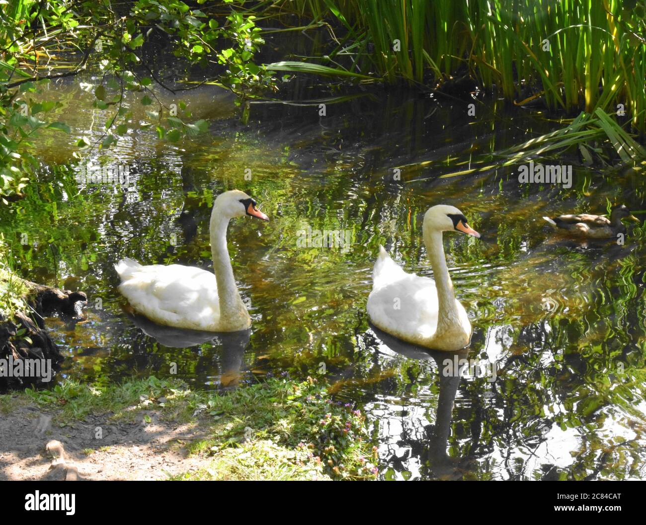 Deux cygnes nute [Cygnus Olor ]glissant paisiblement à travers les roseaux sur un petit loch écossais. Banque D'Images