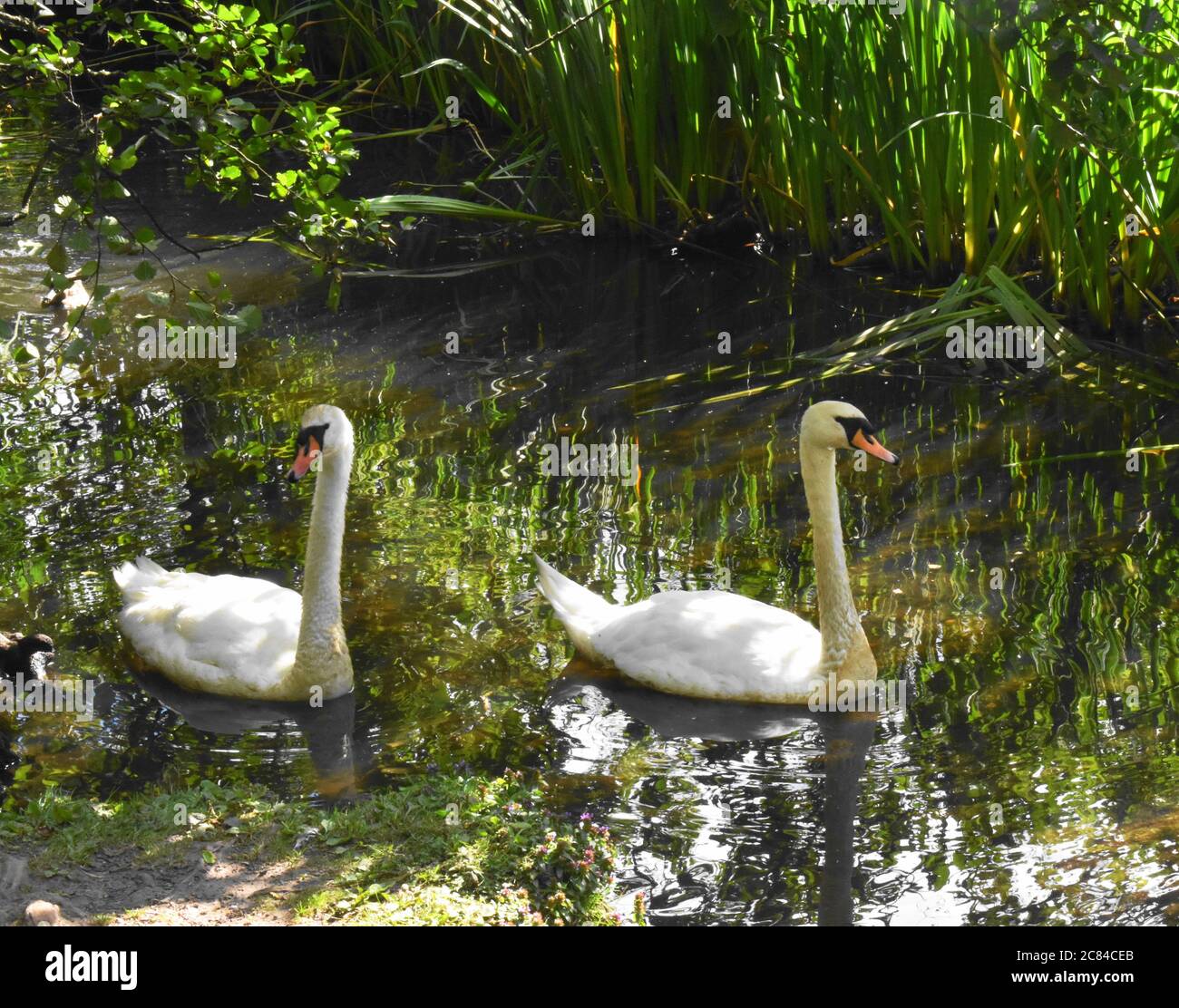 Deux cygnes muets[Cygnus Olor ] glissent élégamment sur l'eau. Banque D'Images