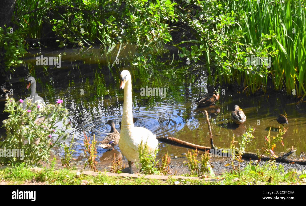 Divers oiseaux aquatiques [cygnes muets et canards colverts] attendant sous la lumière du soleil au bord d'un petit loch écossais. Banque D'Images
