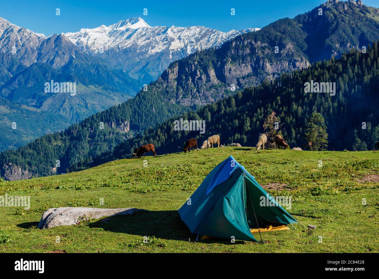 Campez dans les montagnes. Vallée de Kullu, Himachal Pradesh, Inde Banque D'Images