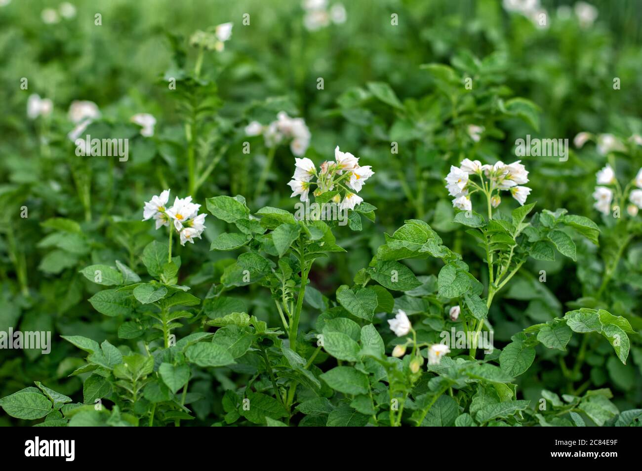 Jeunes pommes de terre à fleurs à la ferme, jeunes pommes de terre, floraison, mûrissement des pommes de terre. Concept d'agriculture biologique. Gros plan. Banque D'Images