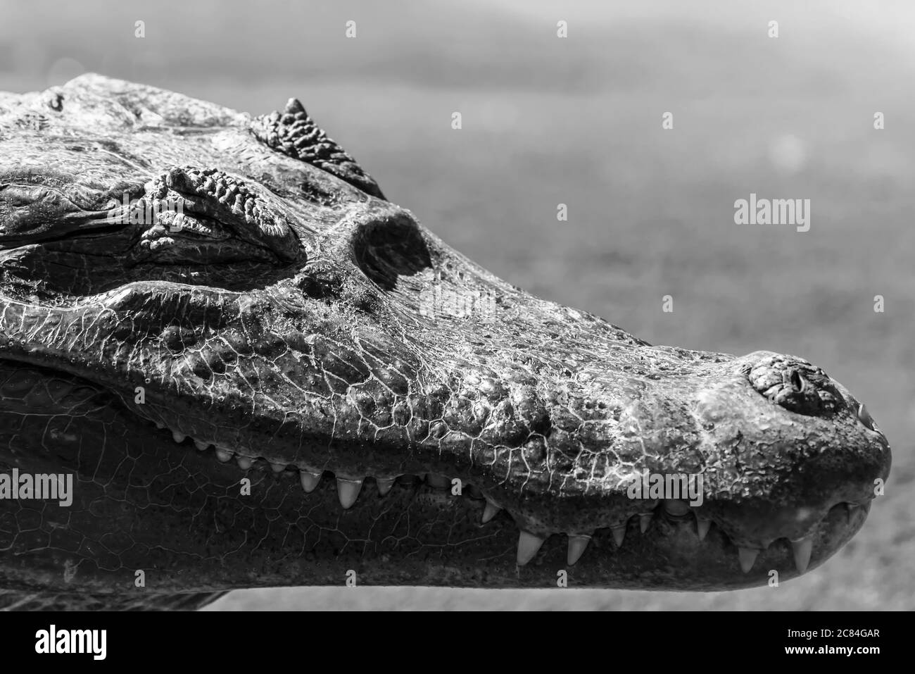 Photo noir et blanc en gros plan sur le visage de l’alligator Banque D'Images