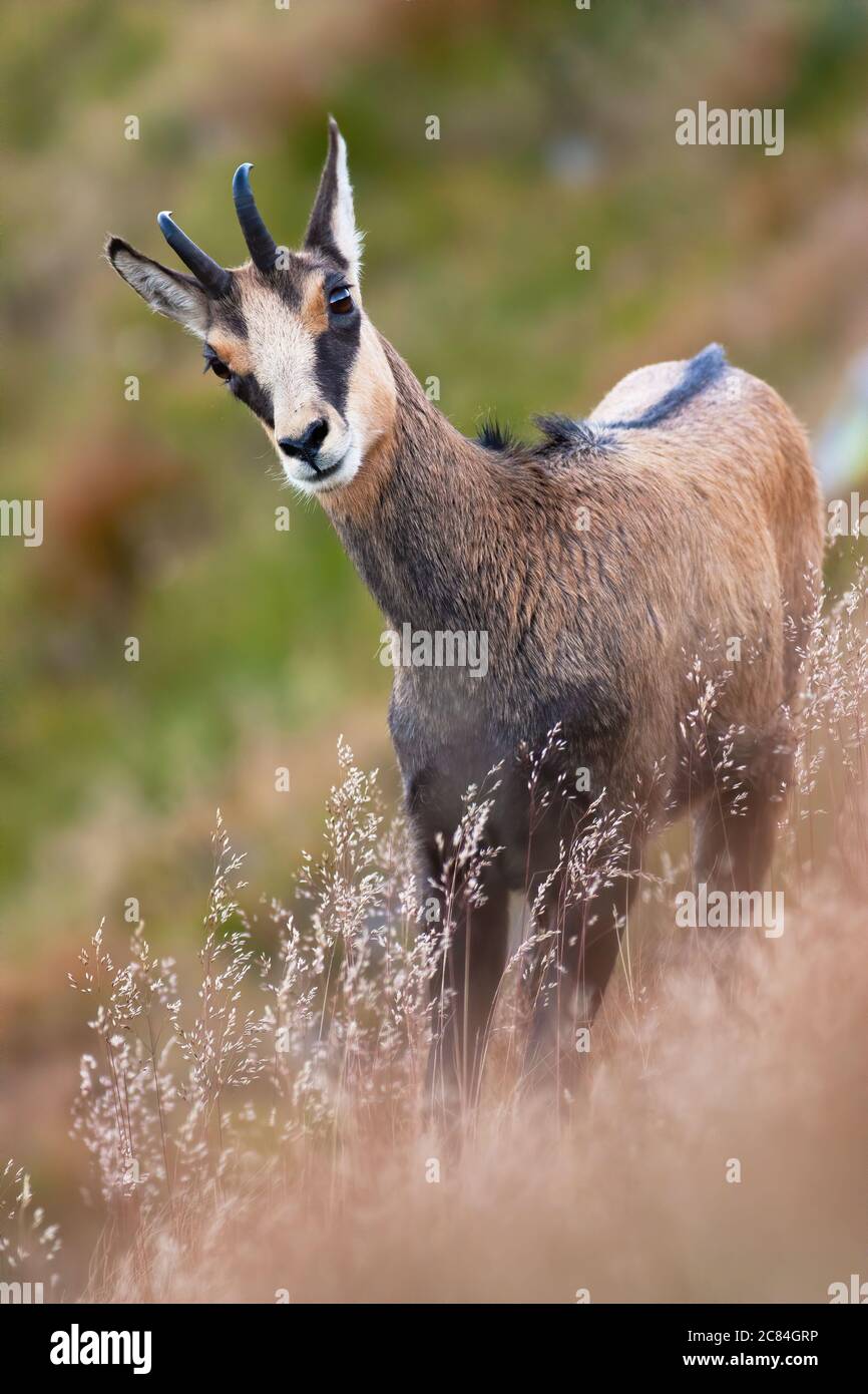 Tatra chamois debout sur une colline escarpée en été nature. Banque D'Images