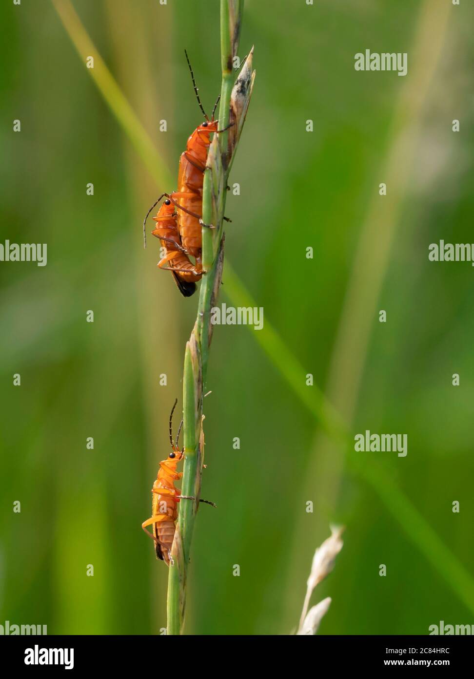 Une paire de coléoptères rouges (Rhagonycha fulva) qui s'accouple avec un spectateur, Warwickshire Banque D'Images