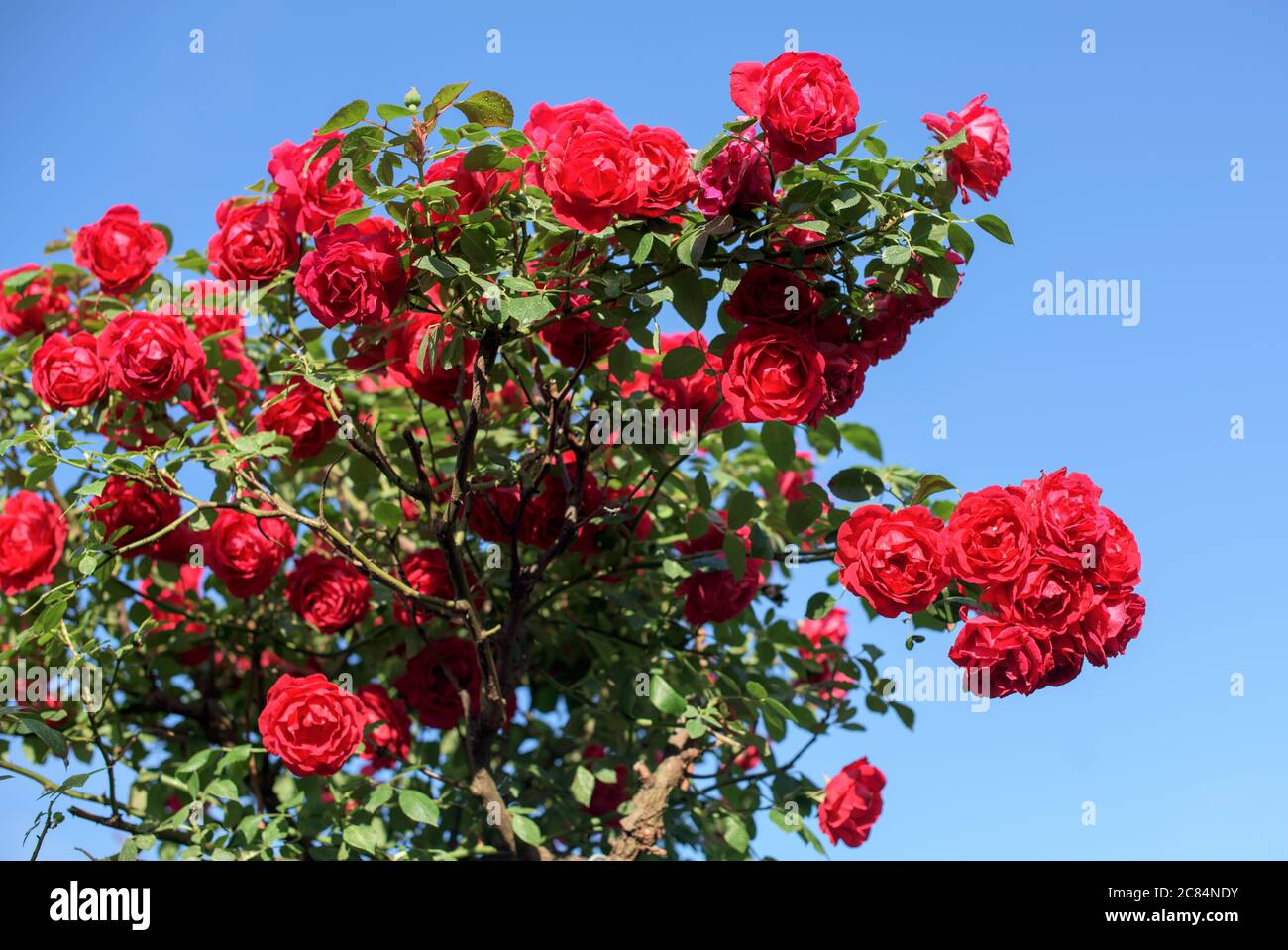 Magnifique buisson de roses rouges dans un jardin de printemps. Rose rouge  sur fond de ciel Photo Stock - Alamy