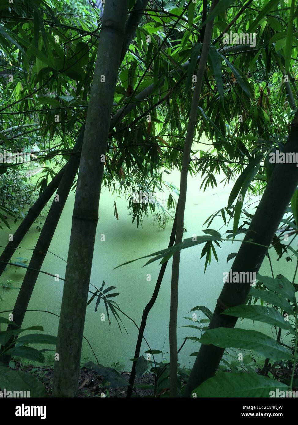 Toujours et serein comme peinture japonaise les arbres, les feuilles et les plantes poussent sur la rive d'une plante couverte de duckweed à Barisal, au Bangladesh. Banque D'Images