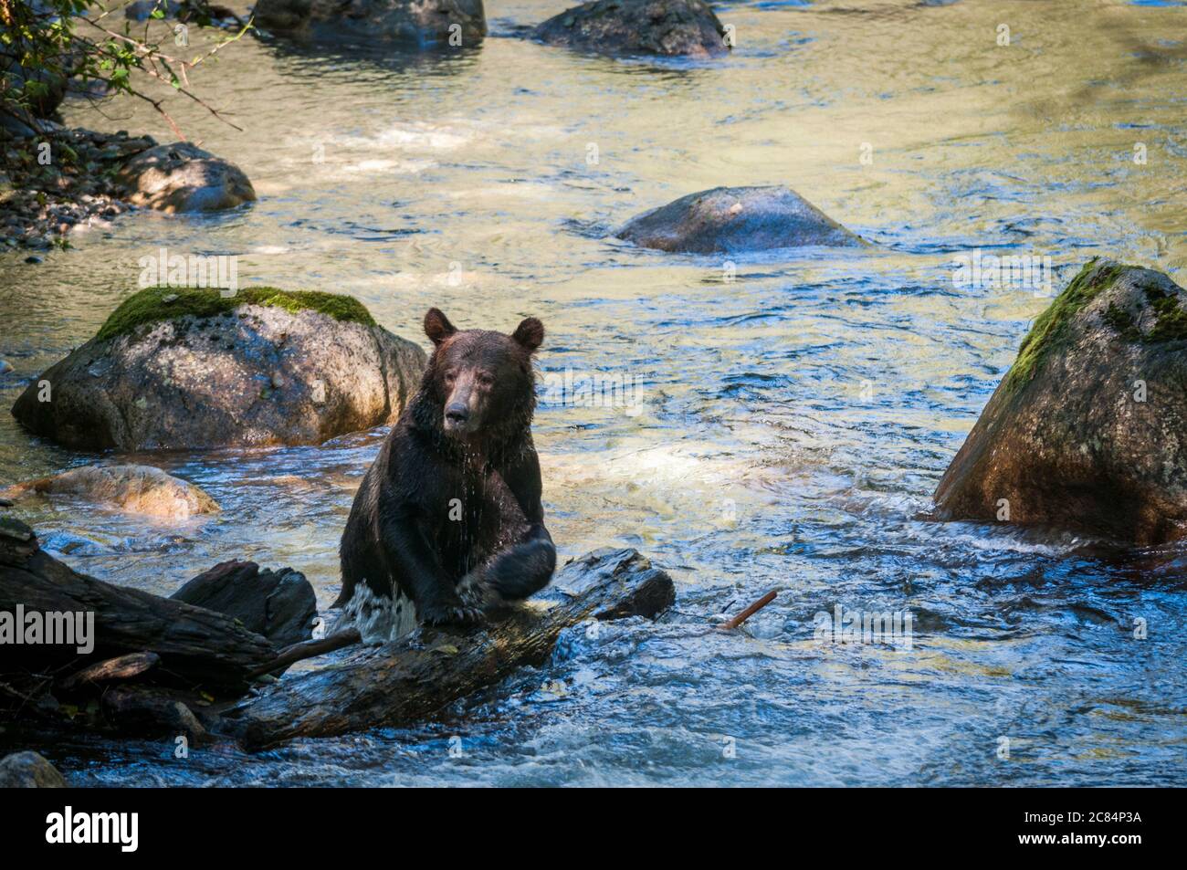 Ours grizzli mâle, près de la rivière Orford, Colombie-Britannique, Canada. Banque D'Images