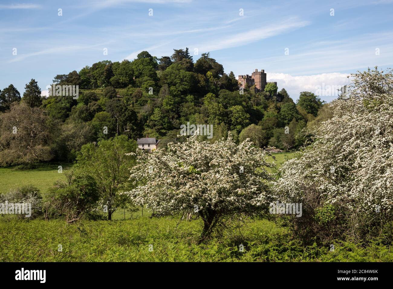 Château de Dunster surplombant le paysage d'Exmoor avec arbres en fleurs Banque D'Images