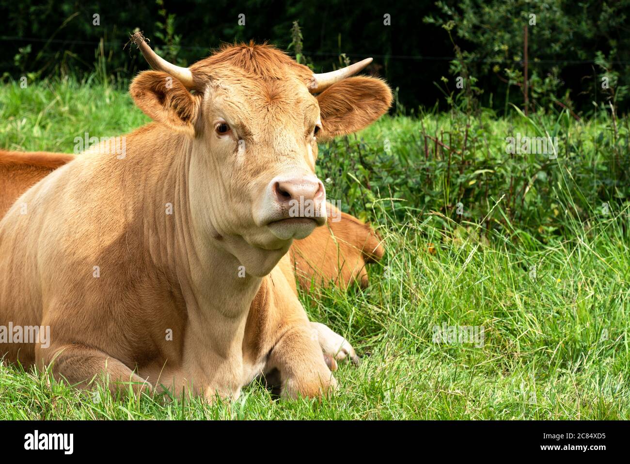 Jeune vache brun clair est détendue dans l'herbe. Une scène charmante. Banque D'Images