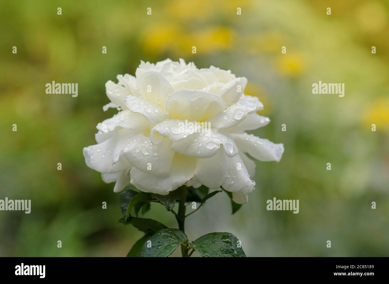Roses blanches en pleine fleur. Fleur de rose blanche avec feuilles vertes.  Fleur rose de la Lune du sucre Photo Stock - Alamy