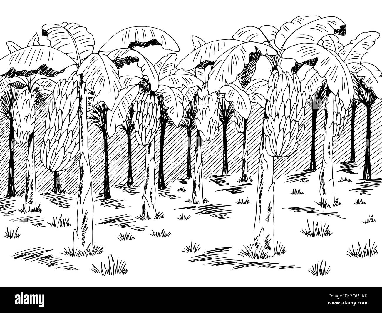 Banane palmeraie plantation graphique noir blanc paysage dessin illustration vecteur Illustration de Vecteur