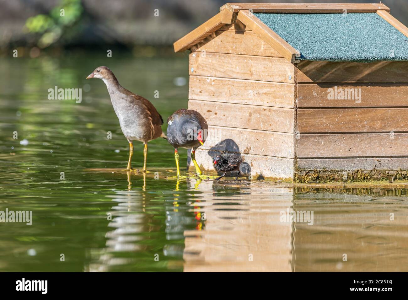 Famille des Moorens communs pic - Gallinula chloropus - Gallinule poule d'eau. Banque D'Images