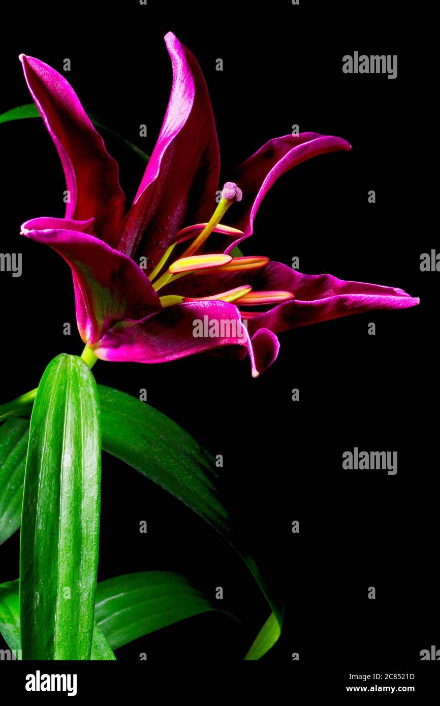 une fleur rose de lys, isolée sur fond noir, gros plan Banque D'Images