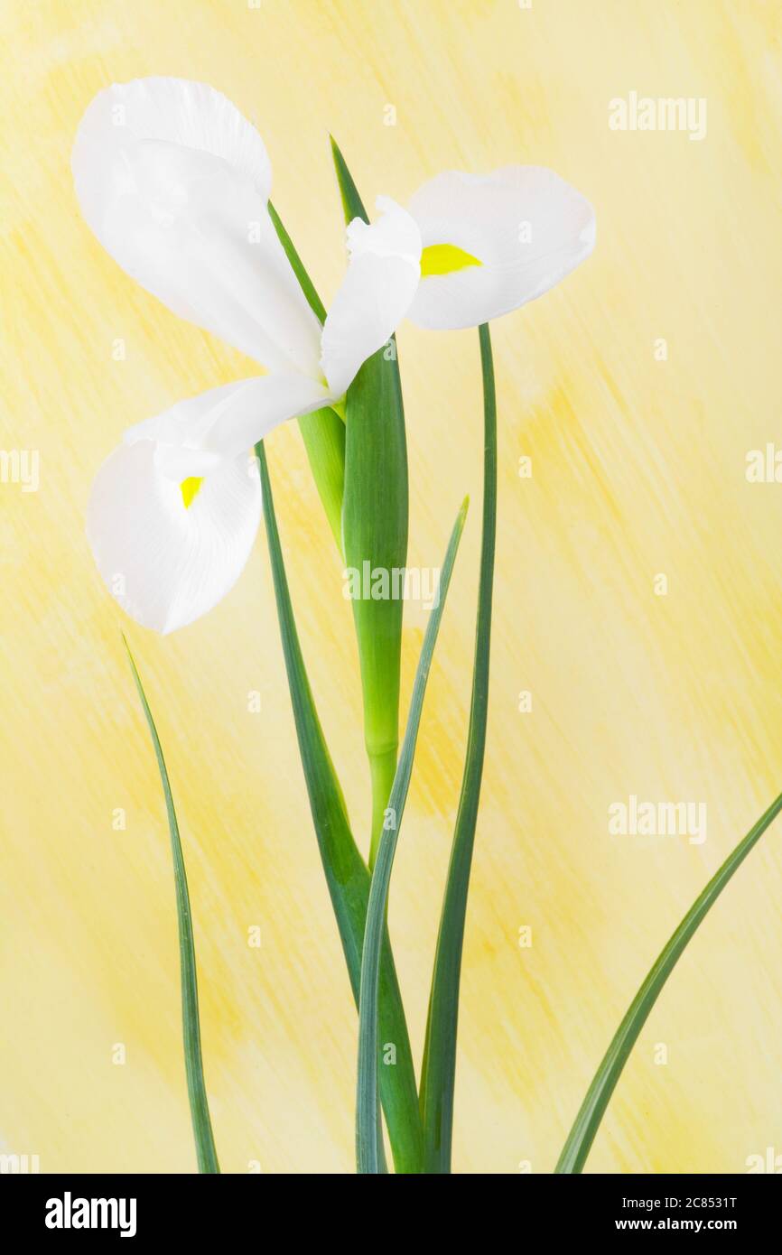 fleur d'iris blanc, isolée sur fond jaune grunge, gros plan Banque D'Images