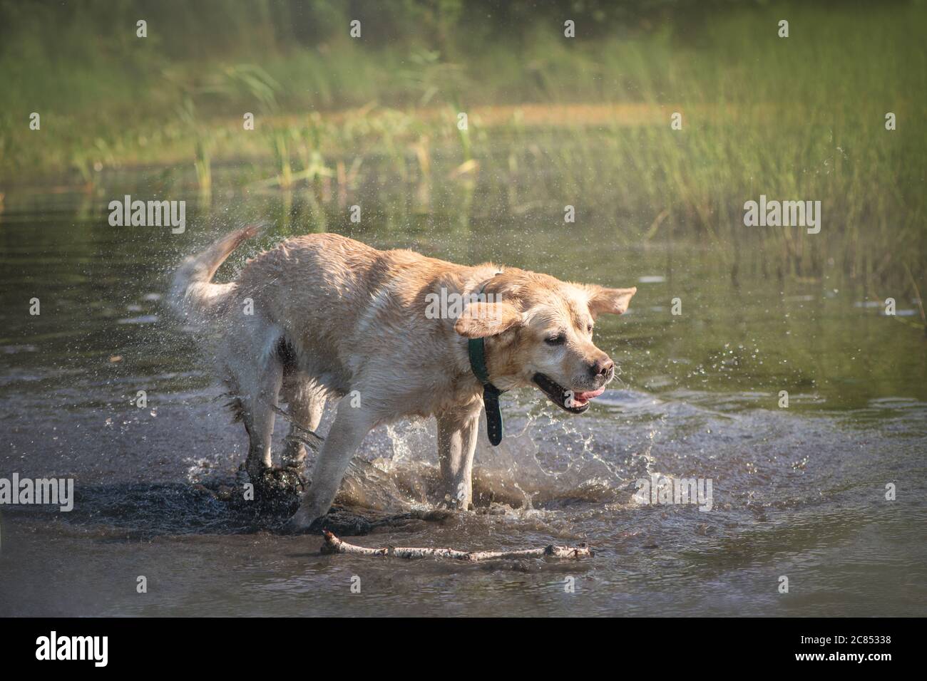 Chien Labrador se tient dans un étang et se détache Banque D'Images