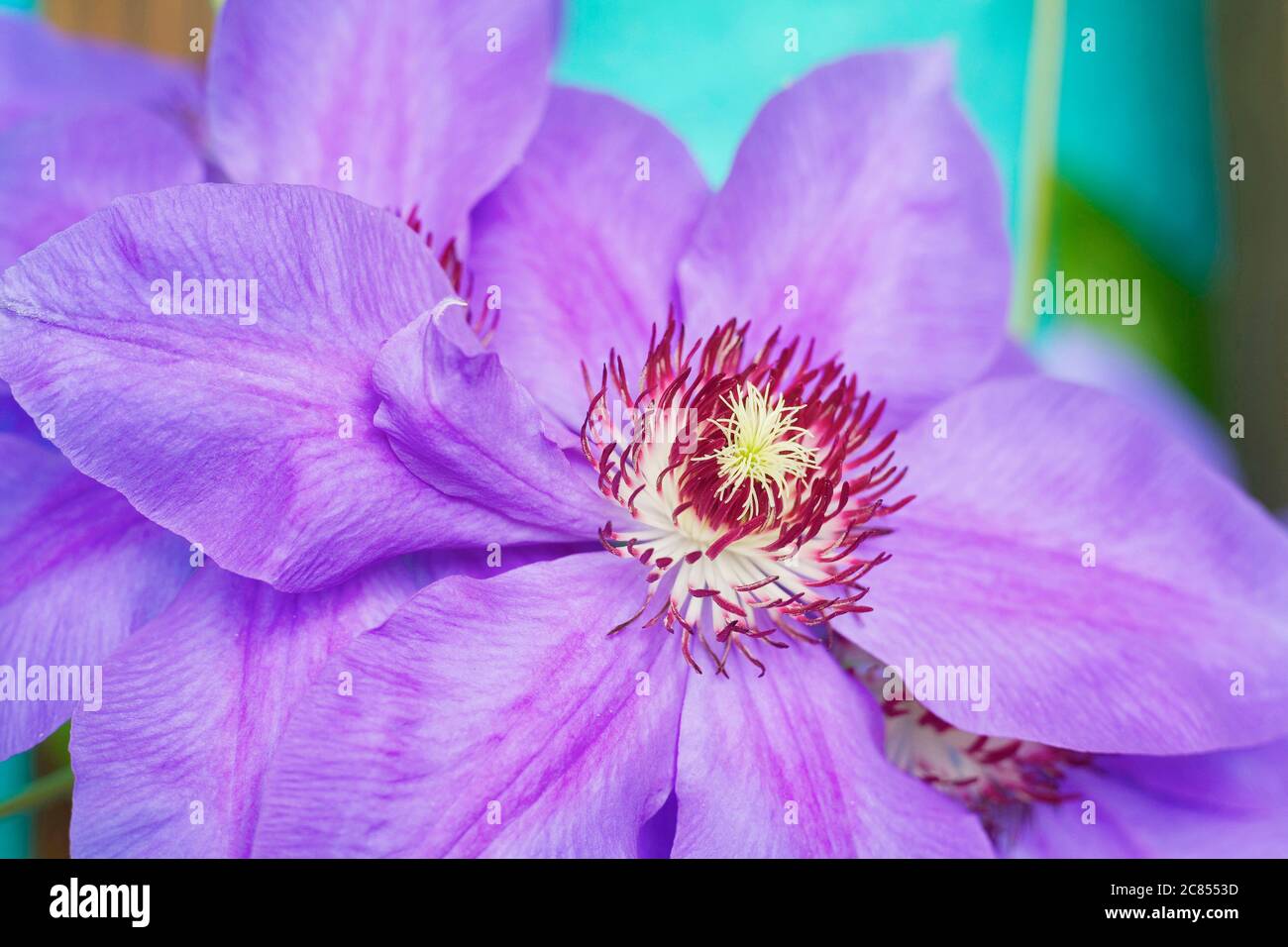 violet clematis décoratif sur fond de grunge de turqouise, gros plan Banque D'Images