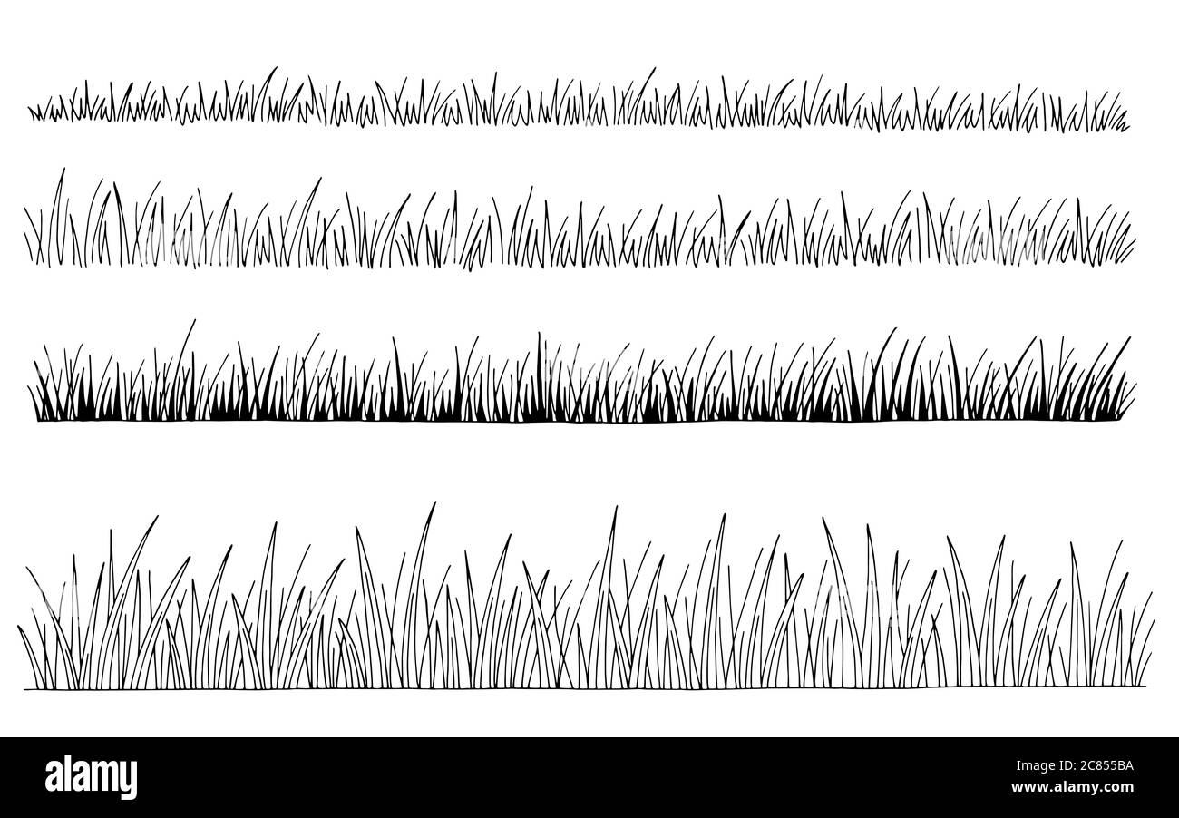 Motif de l'ensemble de graminées noir blanc isolé vecteur d'illustration d'esquisse Illustration de Vecteur