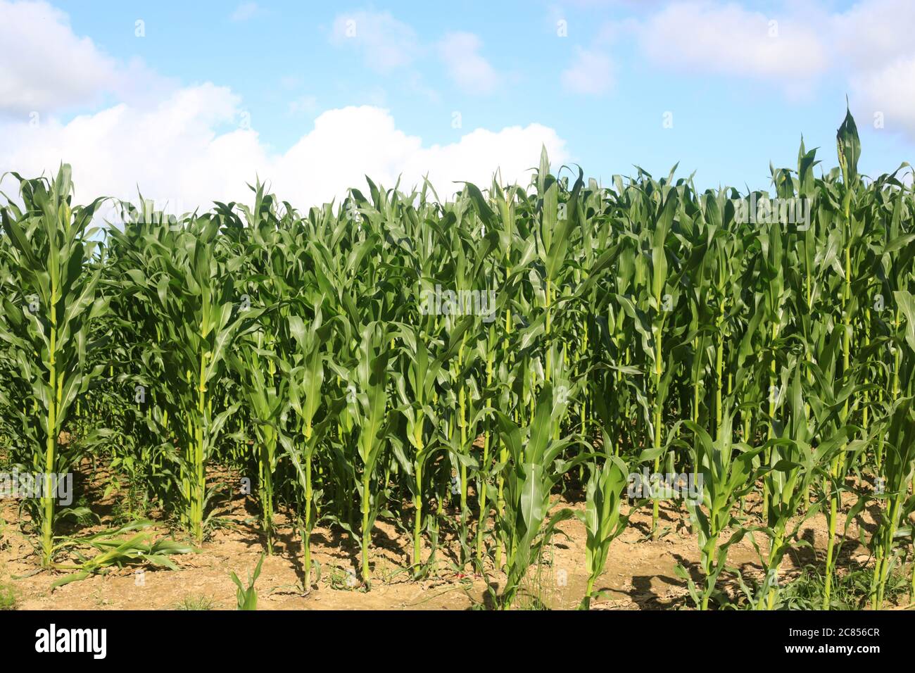 Maïs ou maïs-type cultivé sur une ferme britannique. Banque D'Images