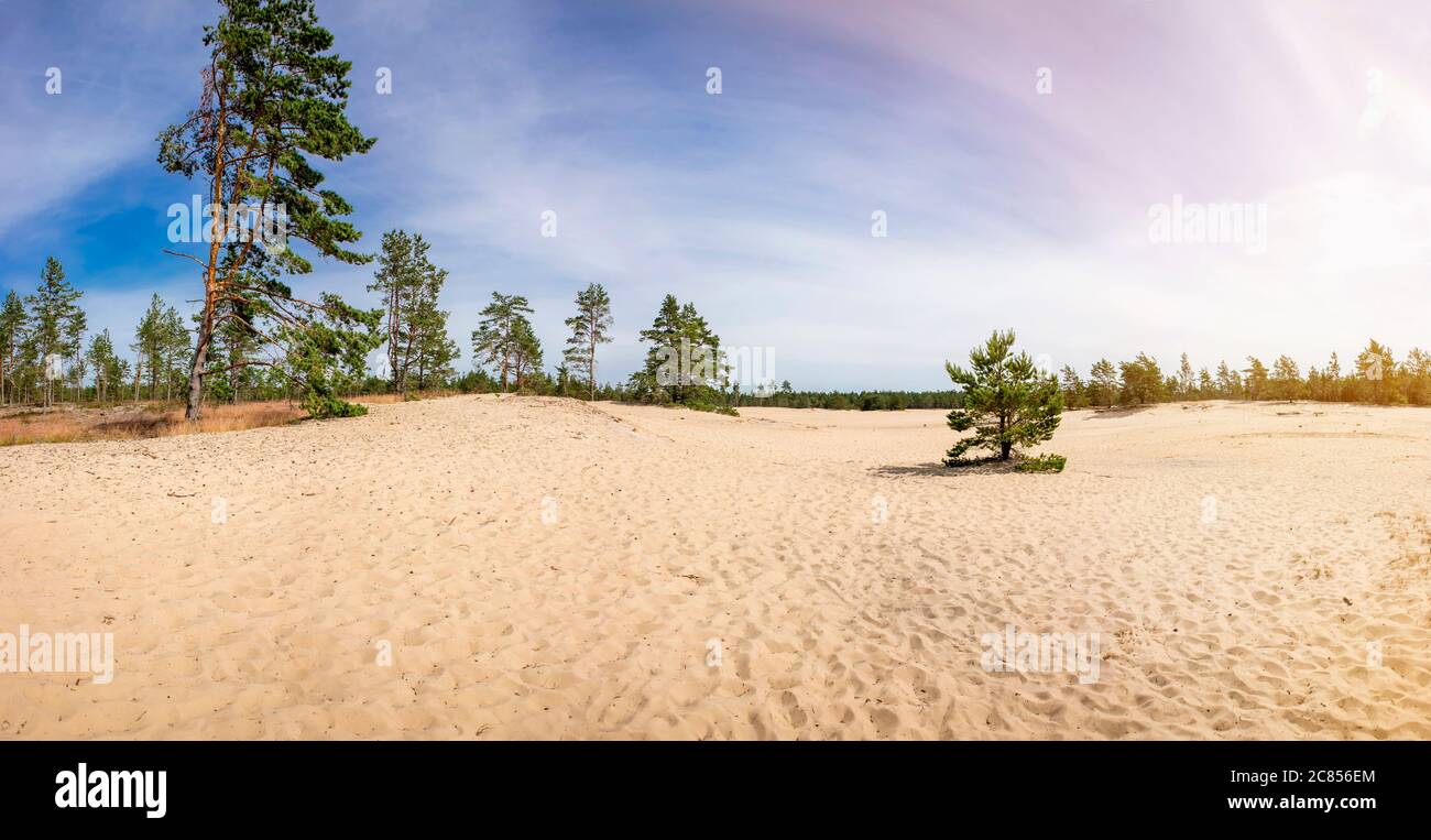 Kaibaldi nõmm, région sablonneuse de Hiiumaa, comté de Hiiu en Estonie. Réserve naturelle de Pihla-Kaibaldi, merveille naturelle dans la forêt de pins. Banque D'Images