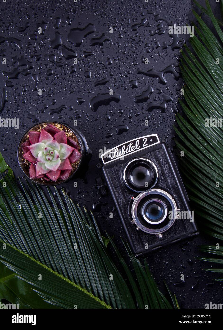Ancien appareil photo à côté de feuilles vertes et fraîches de plantes avec fond noir .. Banque D'Images