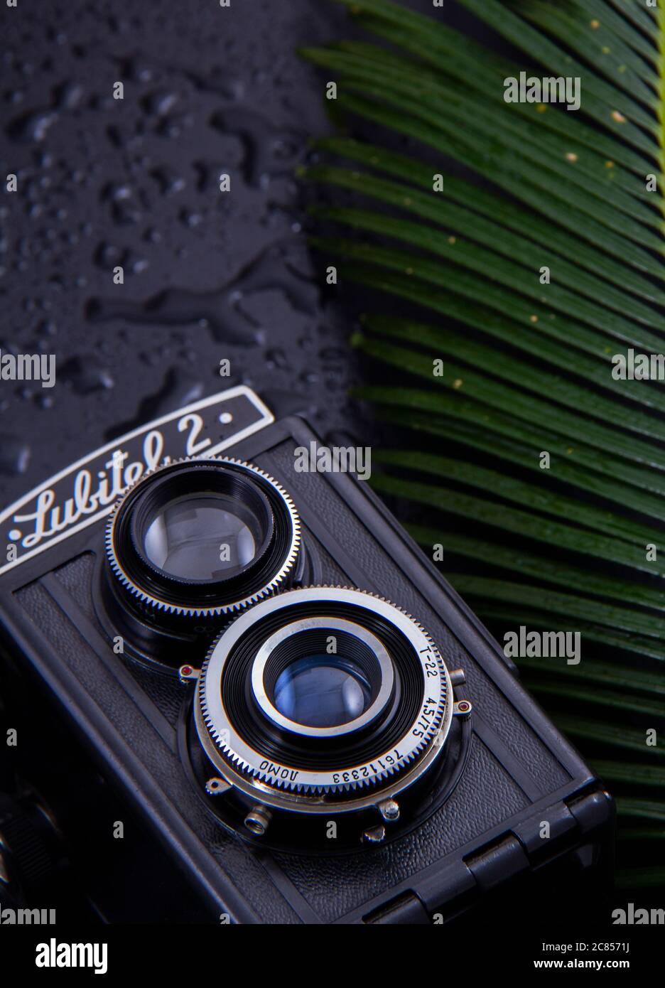 Ancien appareil photo à côté de feuilles vertes et fraîches de plantes avec fond noir .. Banque D'Images