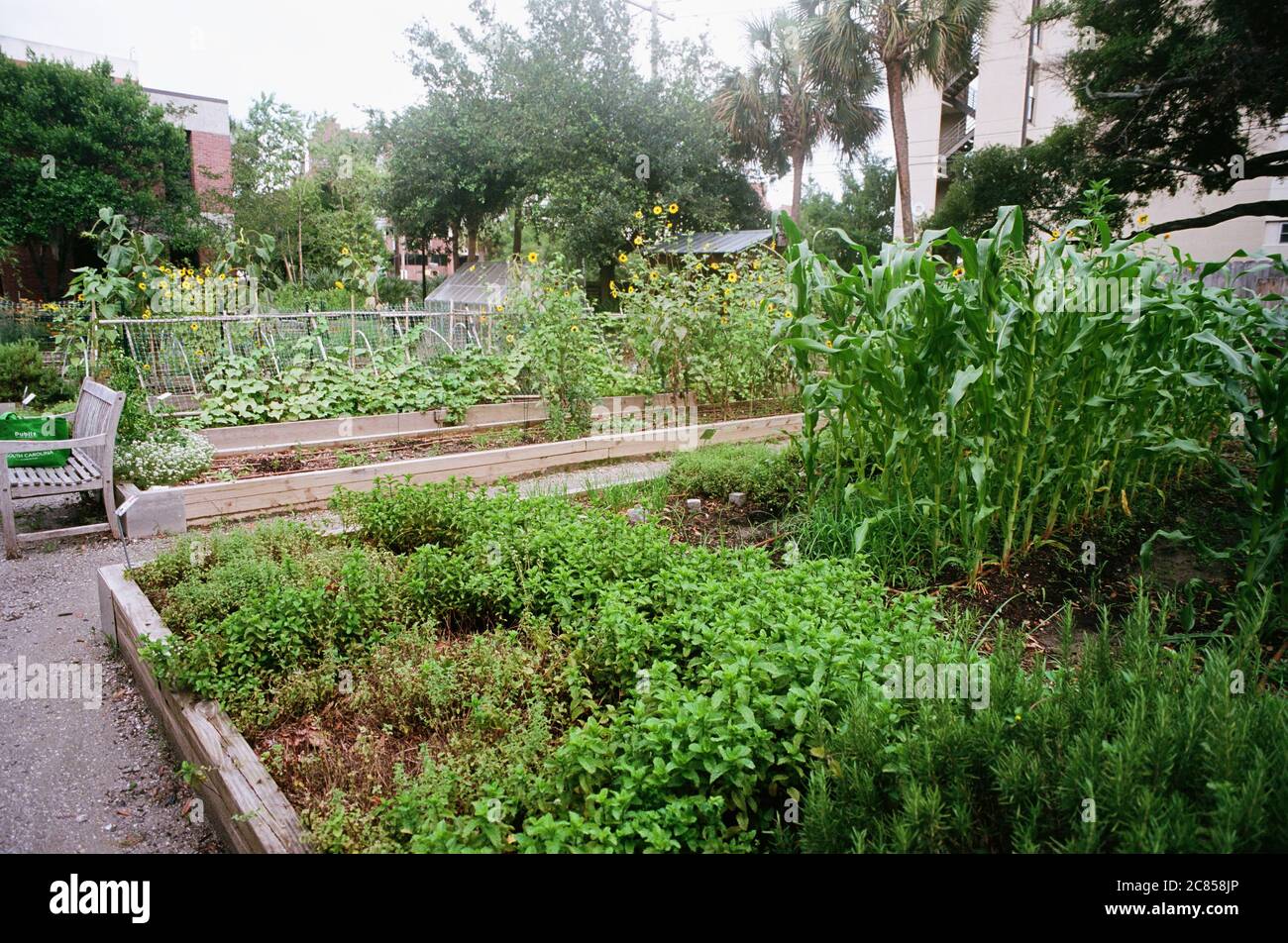 Jardin aquatique urbain avec kale, bananes, brocoli, bananes, maïs, plantes en pot et une variété de fleurs Banque D'Images