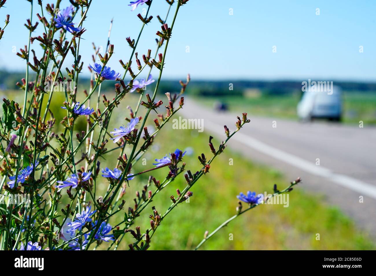 une fleur pousse sur le côté de l'autoroute, une voiture passe Banque D'Images