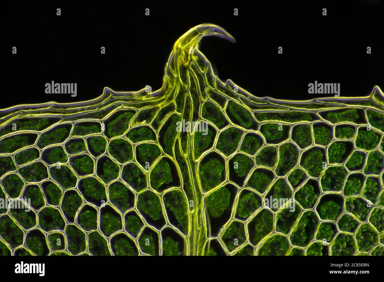 Vue microscopique de la feuille de mousse (Plagiomnium affine). Éclairage de fond noir. Banque D'Images