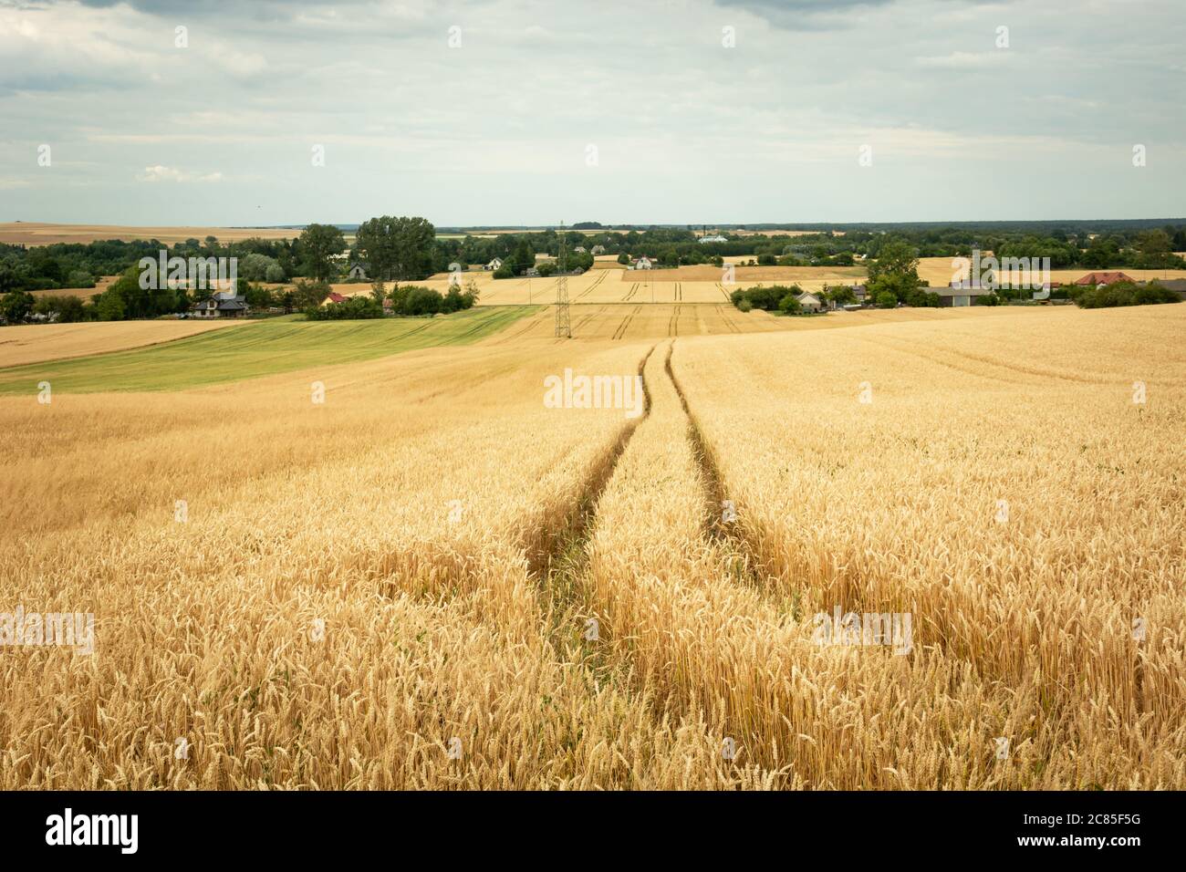 Marques de roues dans les grains dorés et les colonies rurales à l'horizon, vue d'été Banque D'Images