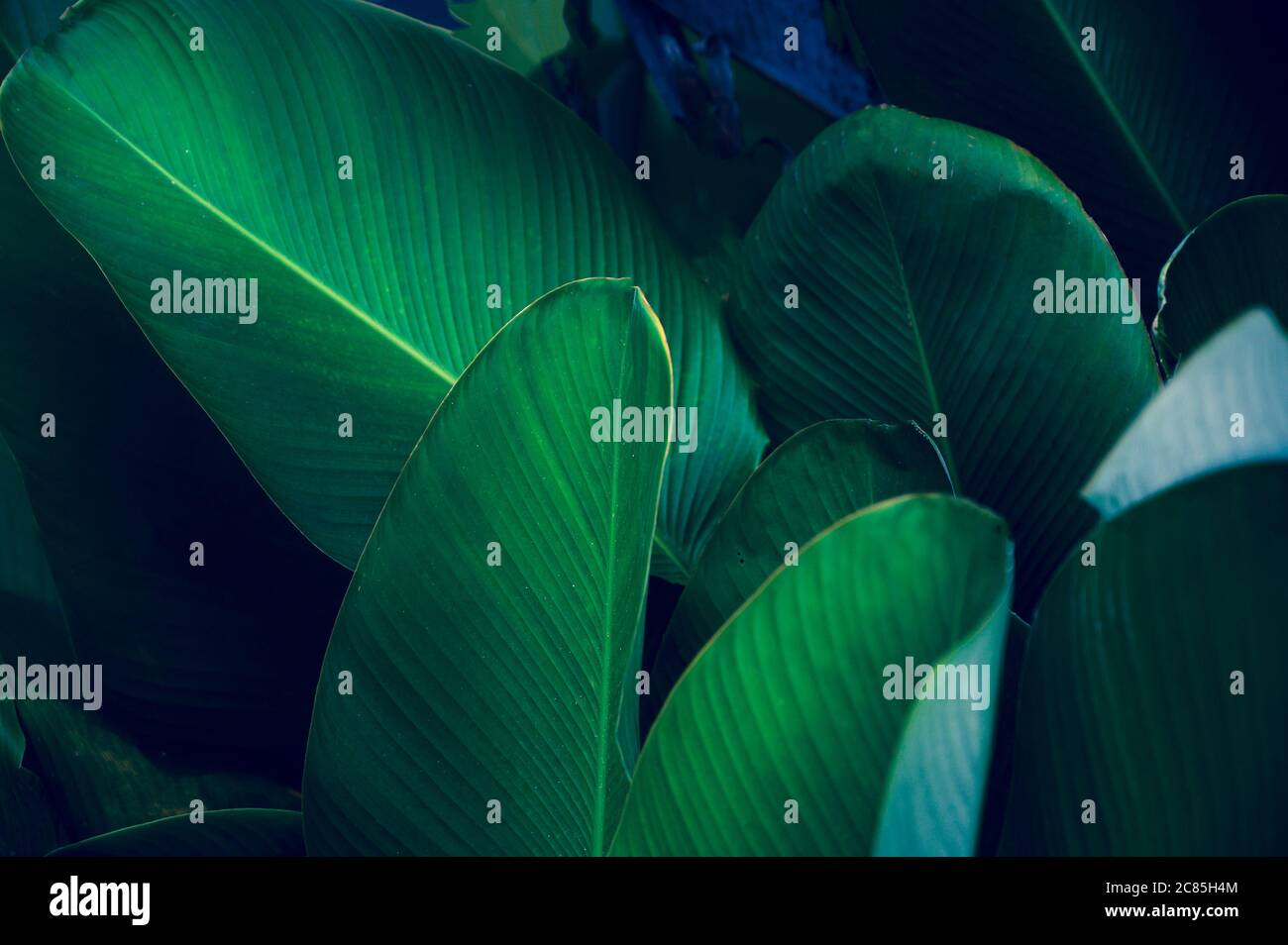 Coloré de fleurs feuilles tropicales sur sombre feuillage tropical nature fond feuillage vert foncé nature Banque D'Images