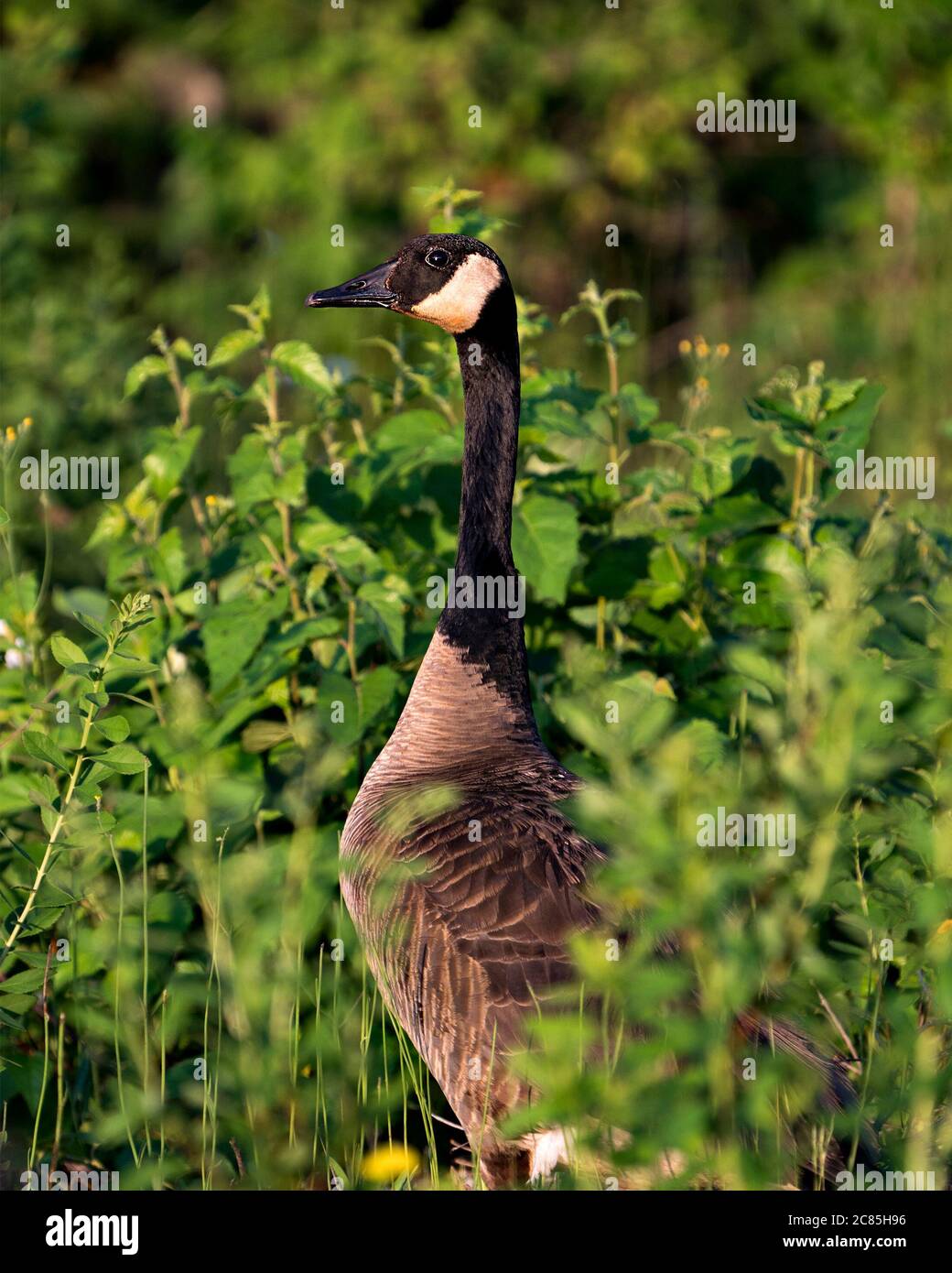 Vue rapprochée de la tête des Bernaches du Canada avec un fond vert flou dans son habitat et son environnement. Banque D'Images