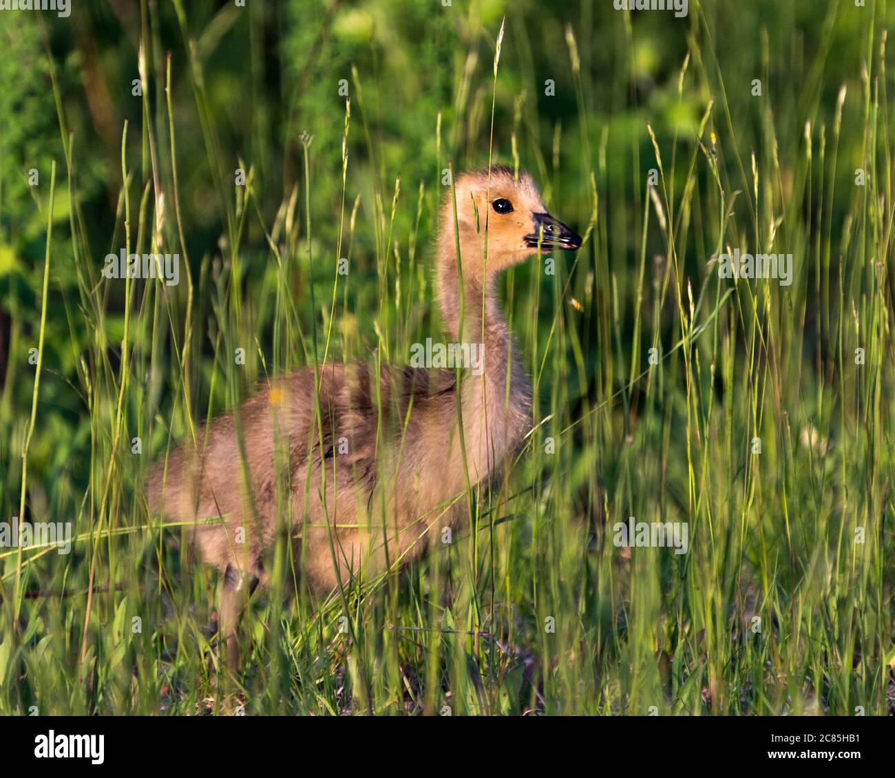 Vue rapprochée du profil des jeunes oisons des oies canadiennes avec un premier plan et un arrière-plan du feuillage dans son habitat et son environnement Banque D'Images