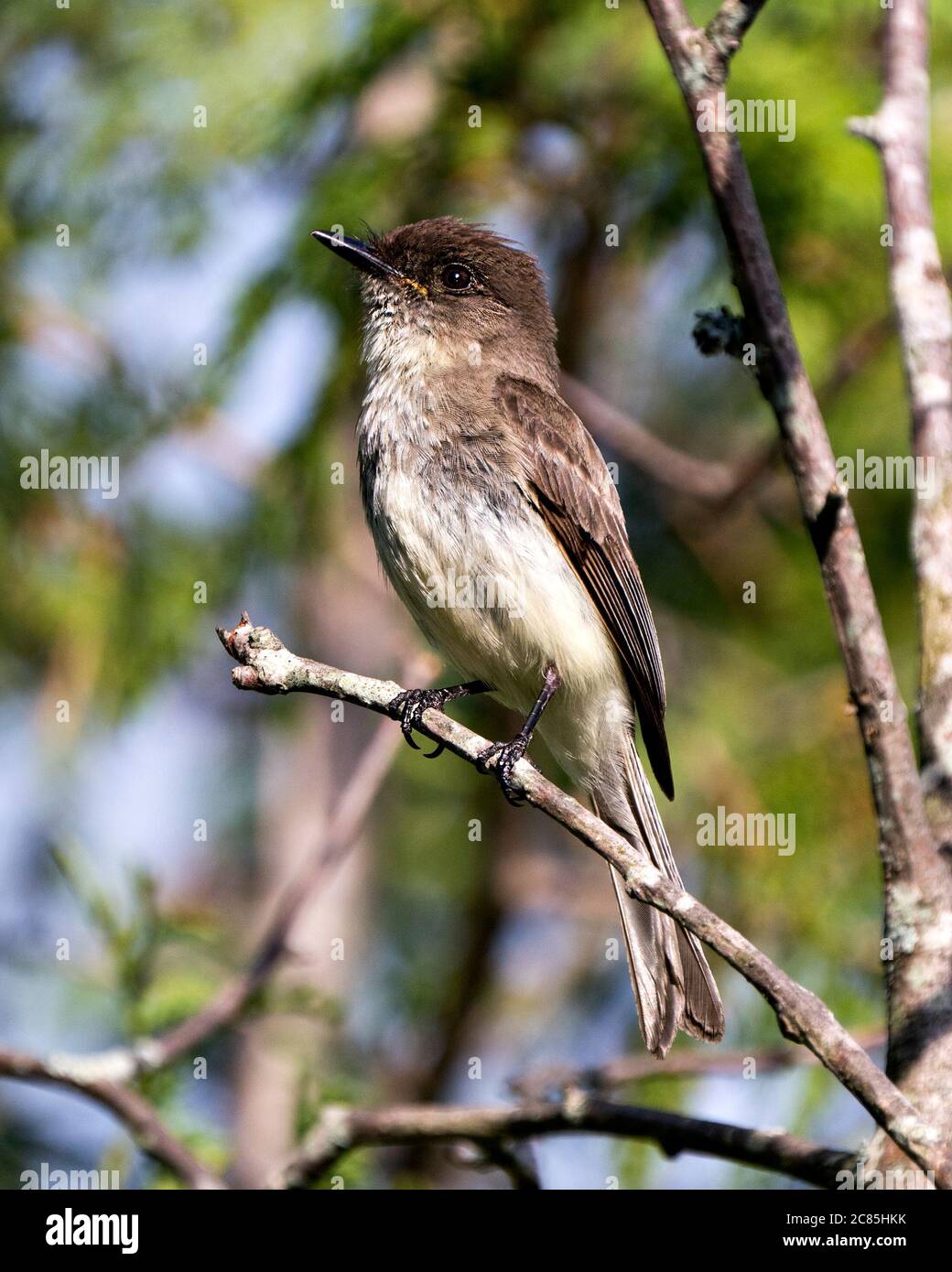 Vue rapprochée de la vallée de la Swaque nord, perchée sur une branche présentant un plumage de plumes marron avec un fond vert flou dans son habitat Banque D'Images