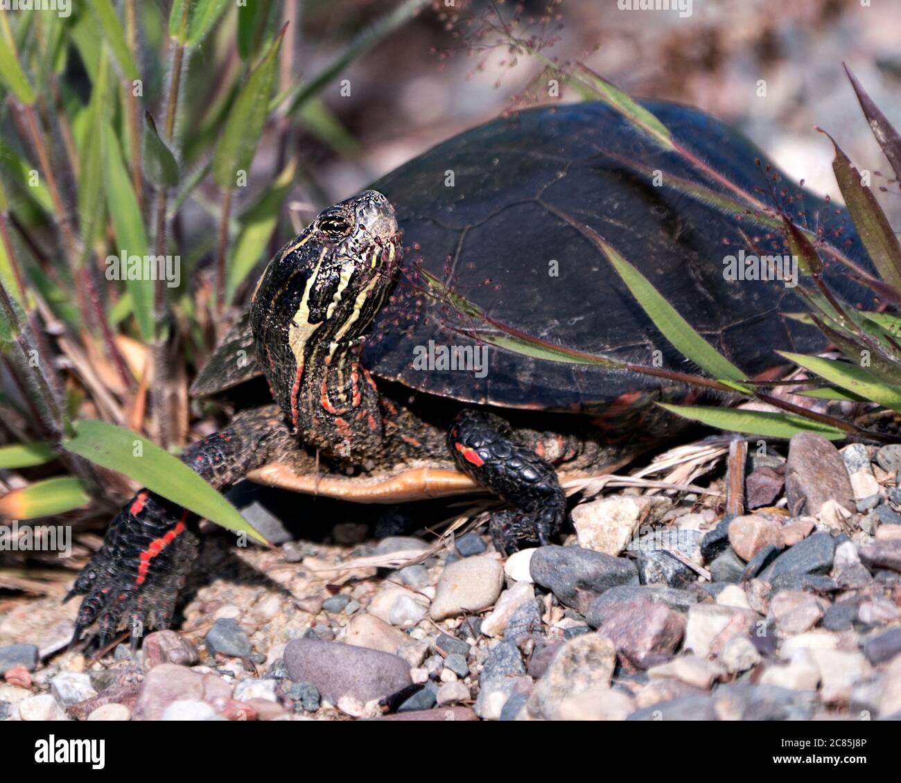 Vue rapprochée de tortue peinte sur gravier, montrant une carapace de tortue, des jambes, de la tête, des pattes dans son habitat et son environnement. Banque D'Images