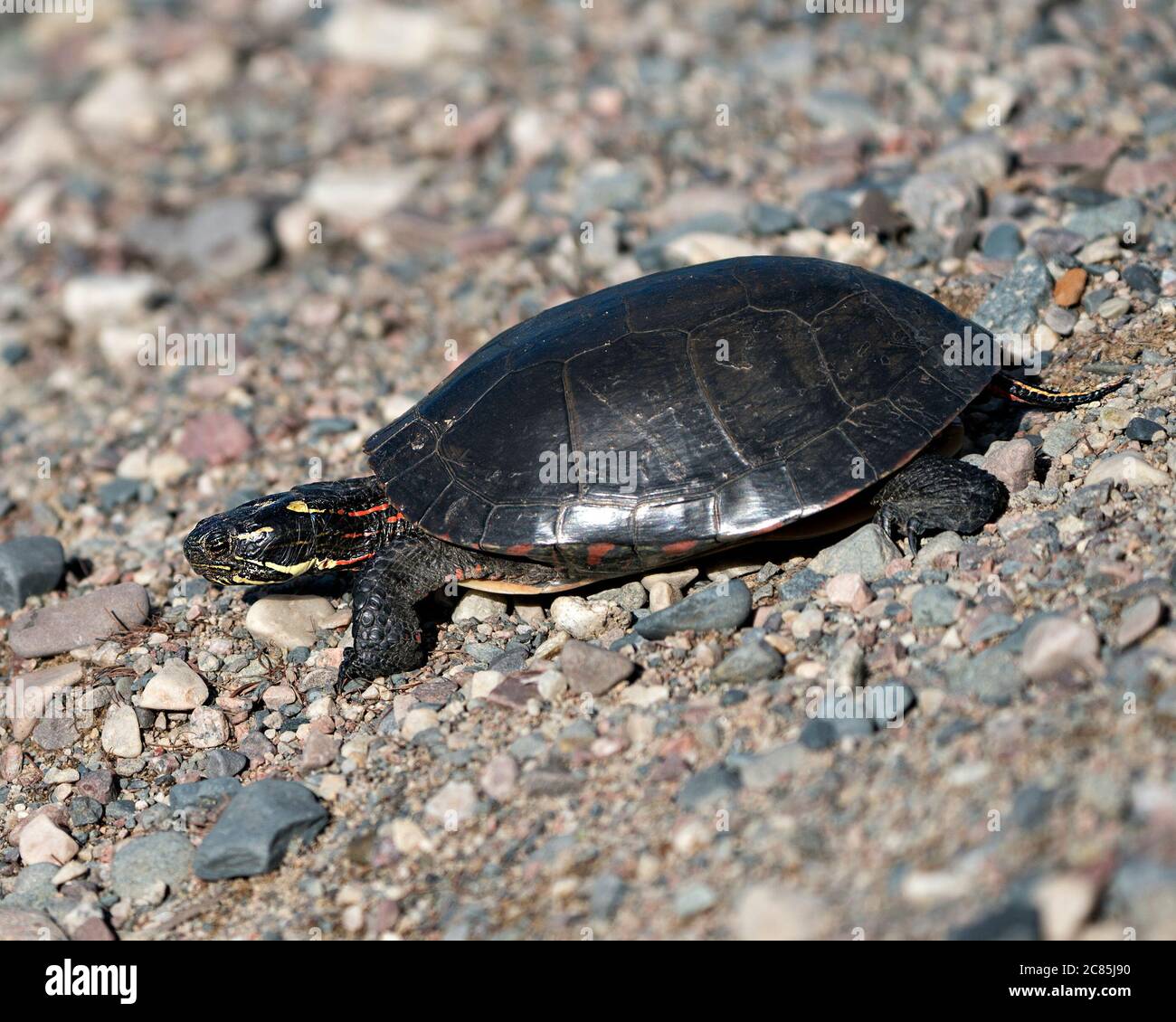 Vue en gros plan de tortue peinte sur gravier, montrant une carapace de tortue, des jambes, la tête dans son habitat et son environnement, en regardant du côté gauche. Banque D'Images