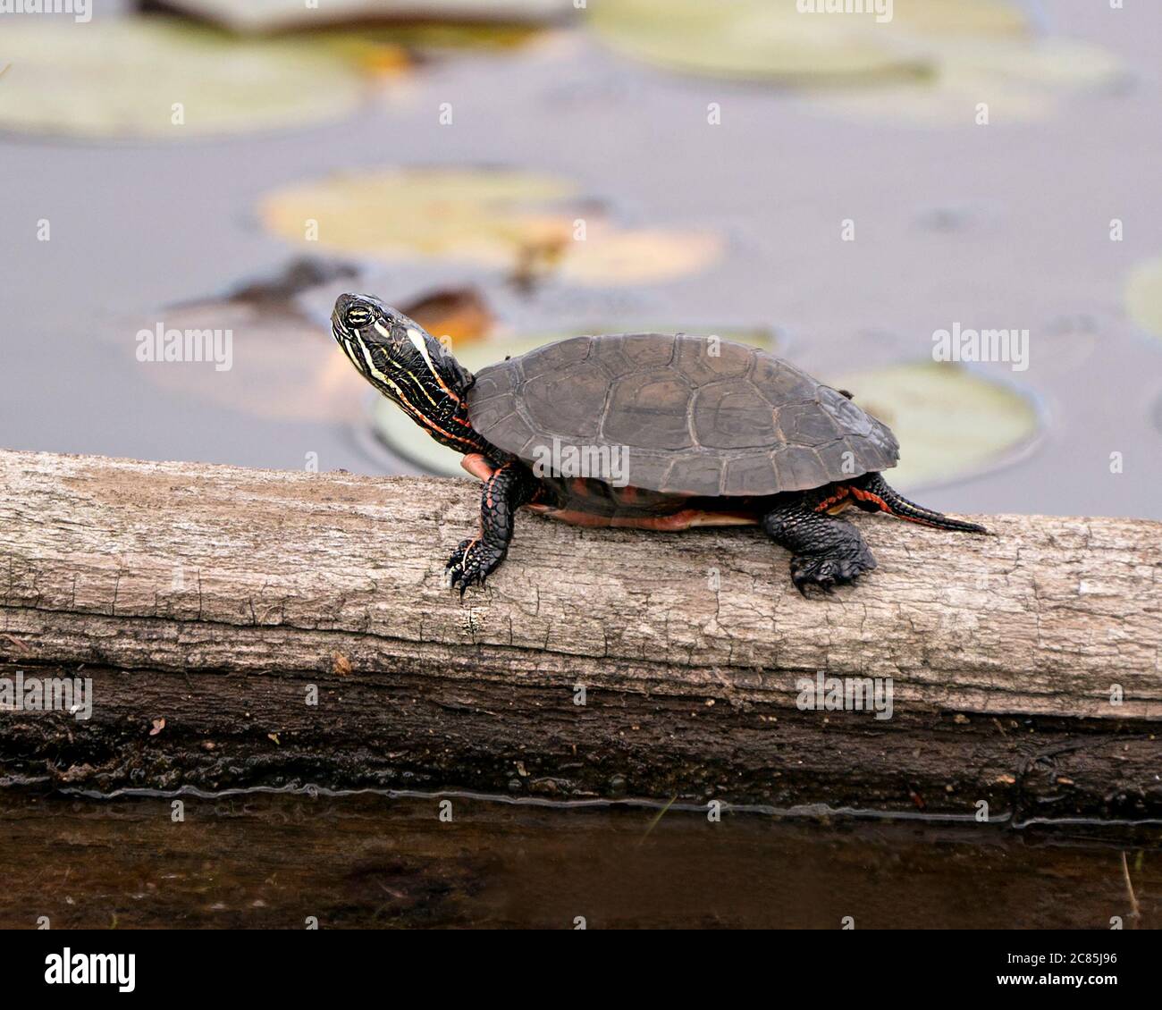 Vue en gros plan de tortue peinte sur le journal avec fond de nénuphars, montrant la carapace de tortue, les jambes, la tête, les pattes, la queue dans son habitat. Banque D'Images