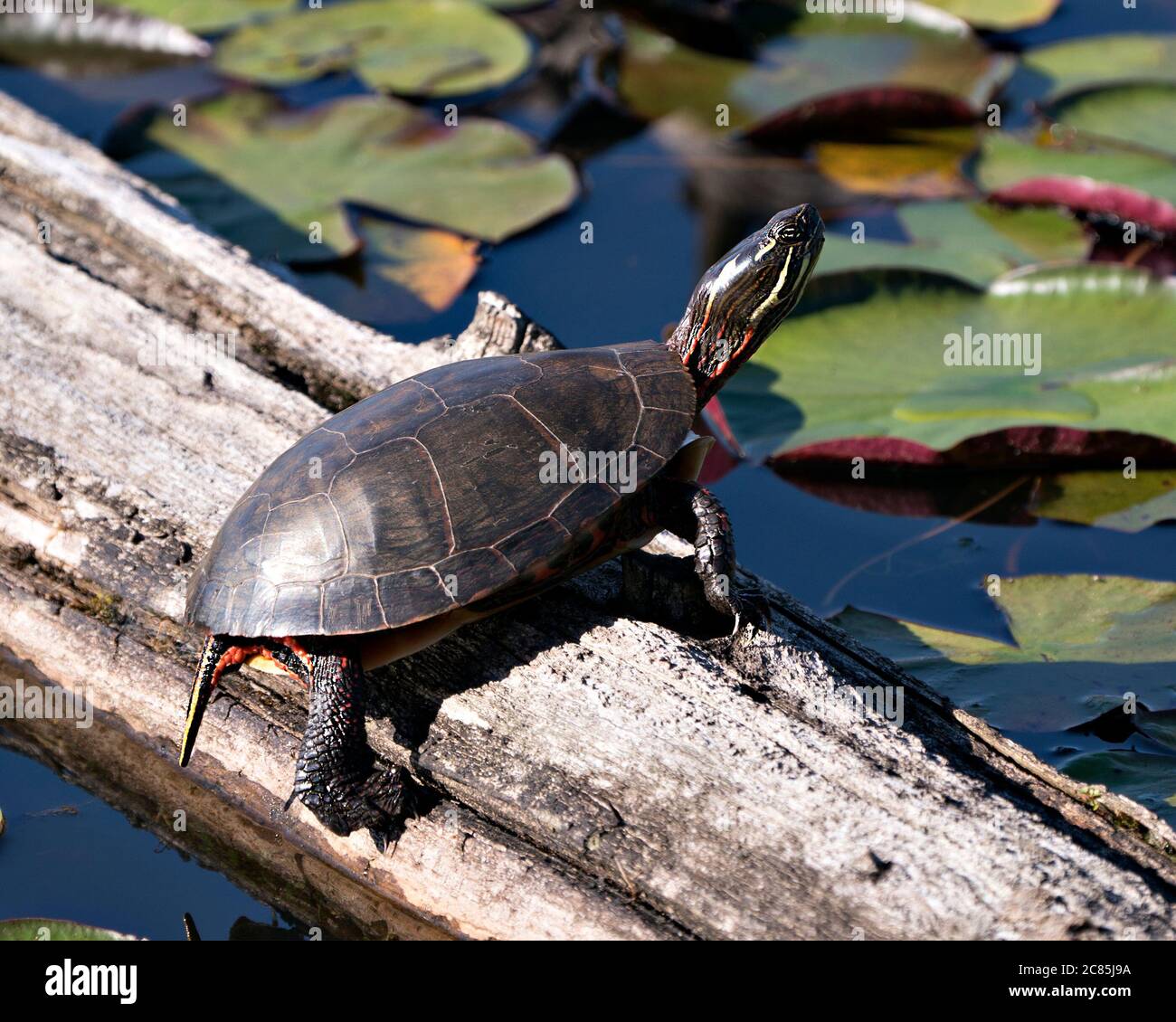 Vue en gros plan de tortue peinte sur le journal avec fond de nénuphars, montrant la carapace de tortue, les jambes, la tête, les pattes, la queue dans son habitat. Banque D'Images